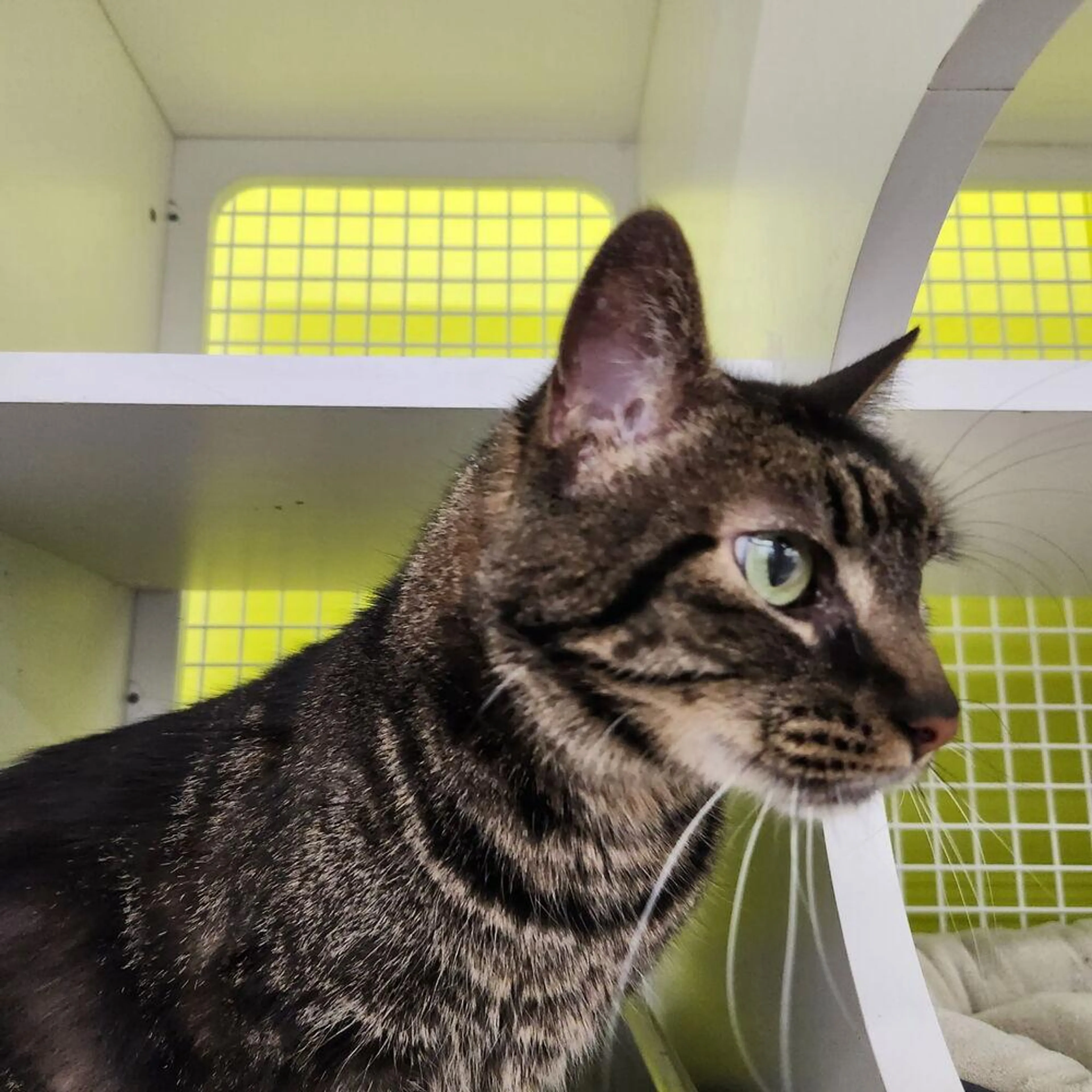 Found pet-1