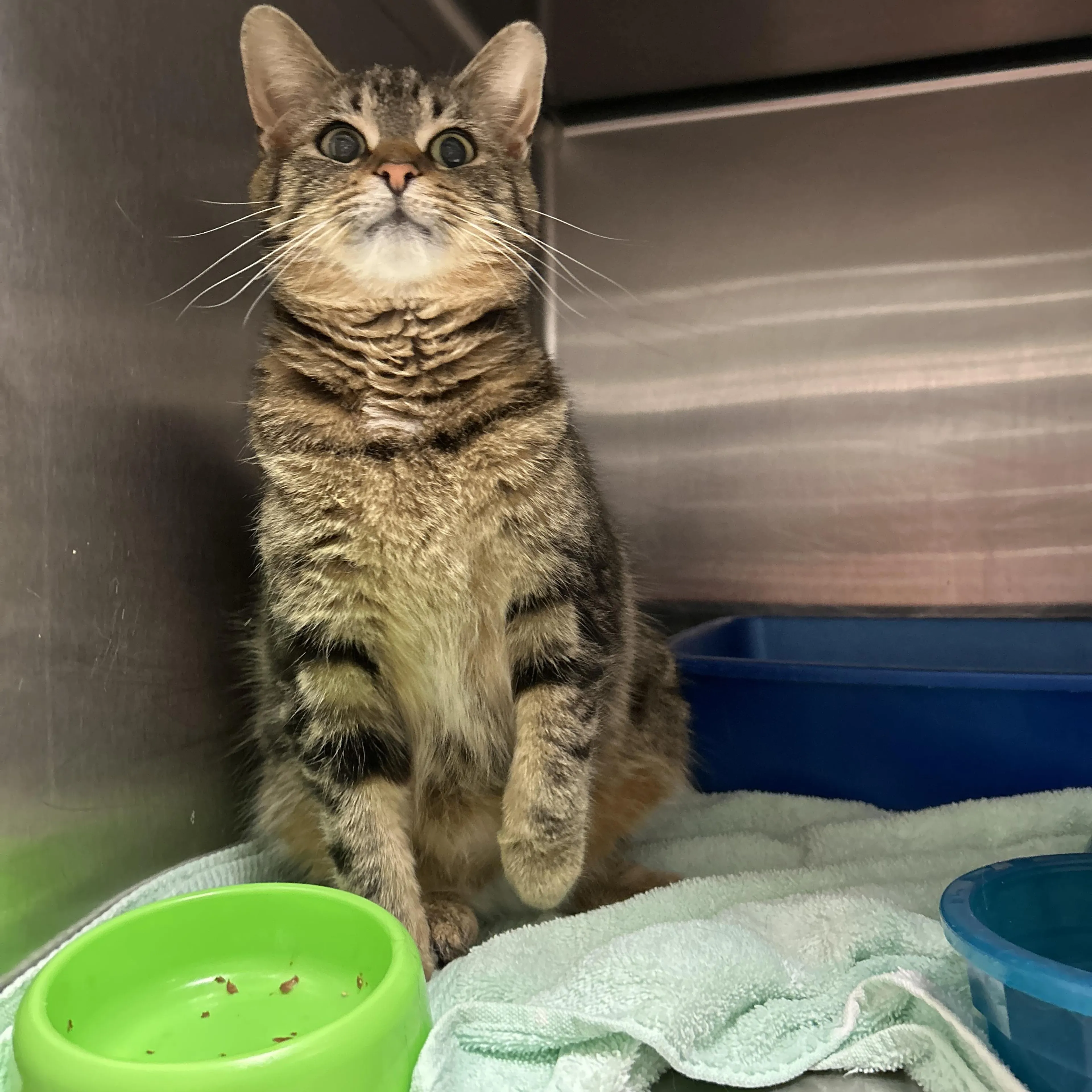 Found pet-2