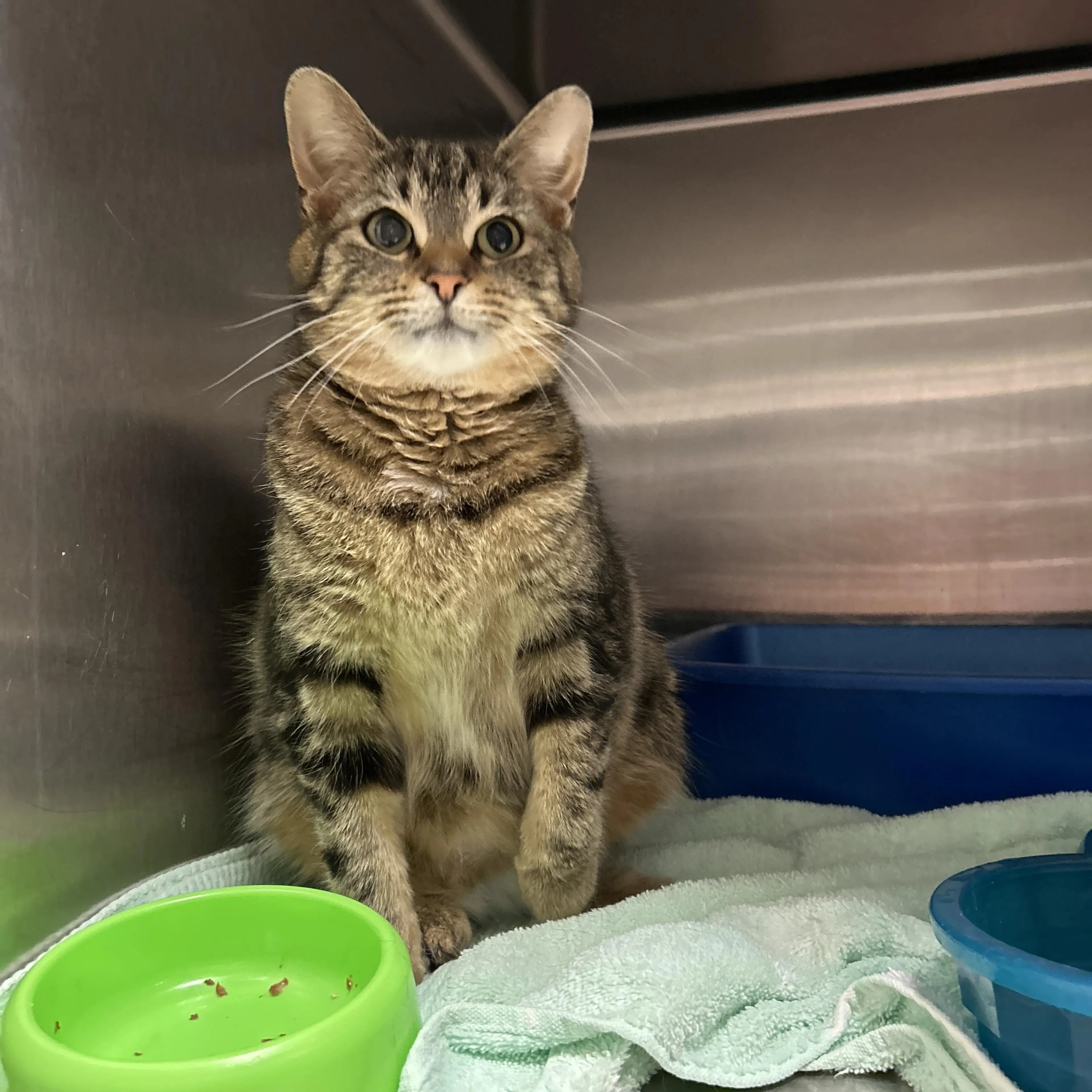 Found pet-3