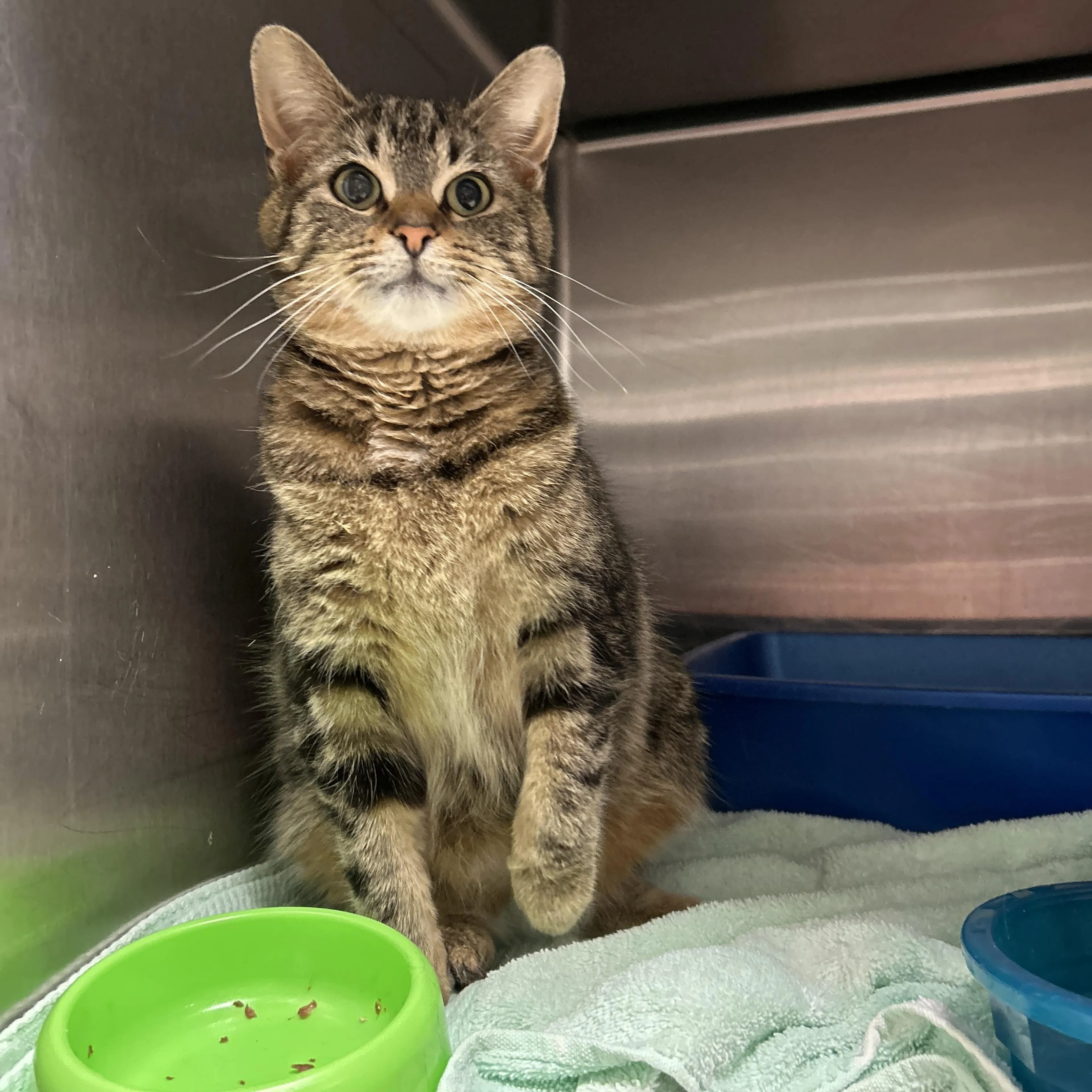 Found pet-1