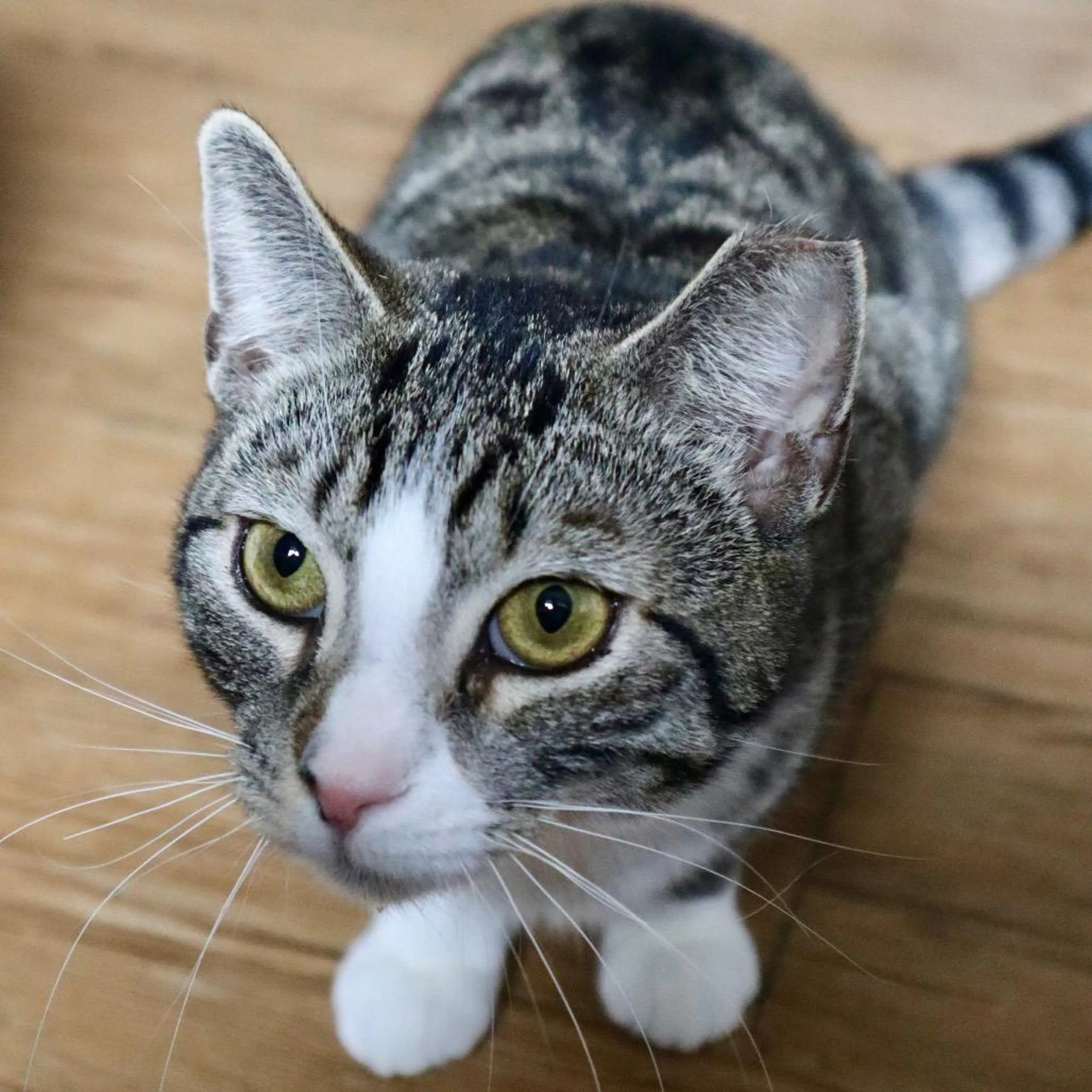 Found pet-0