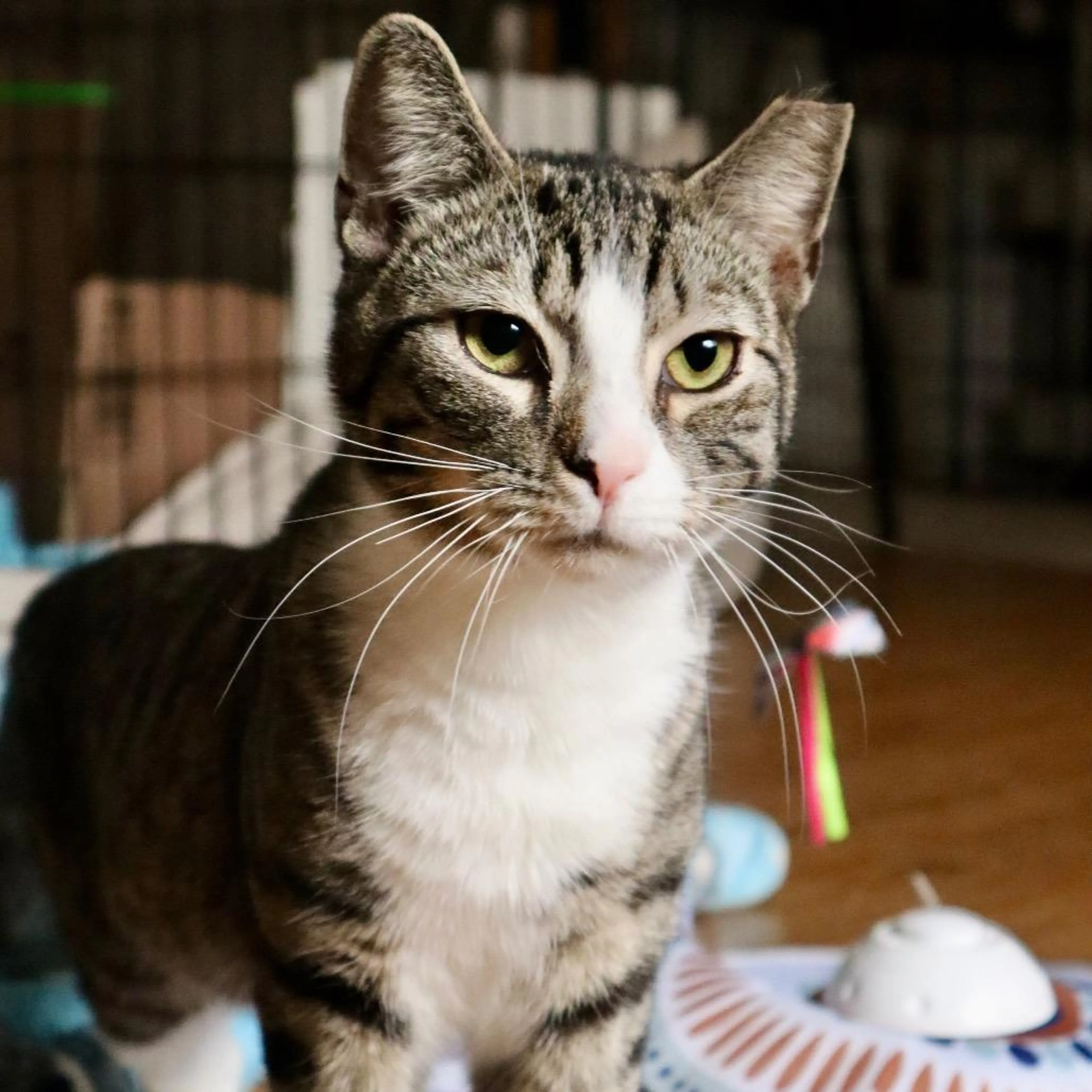 Found pet-2