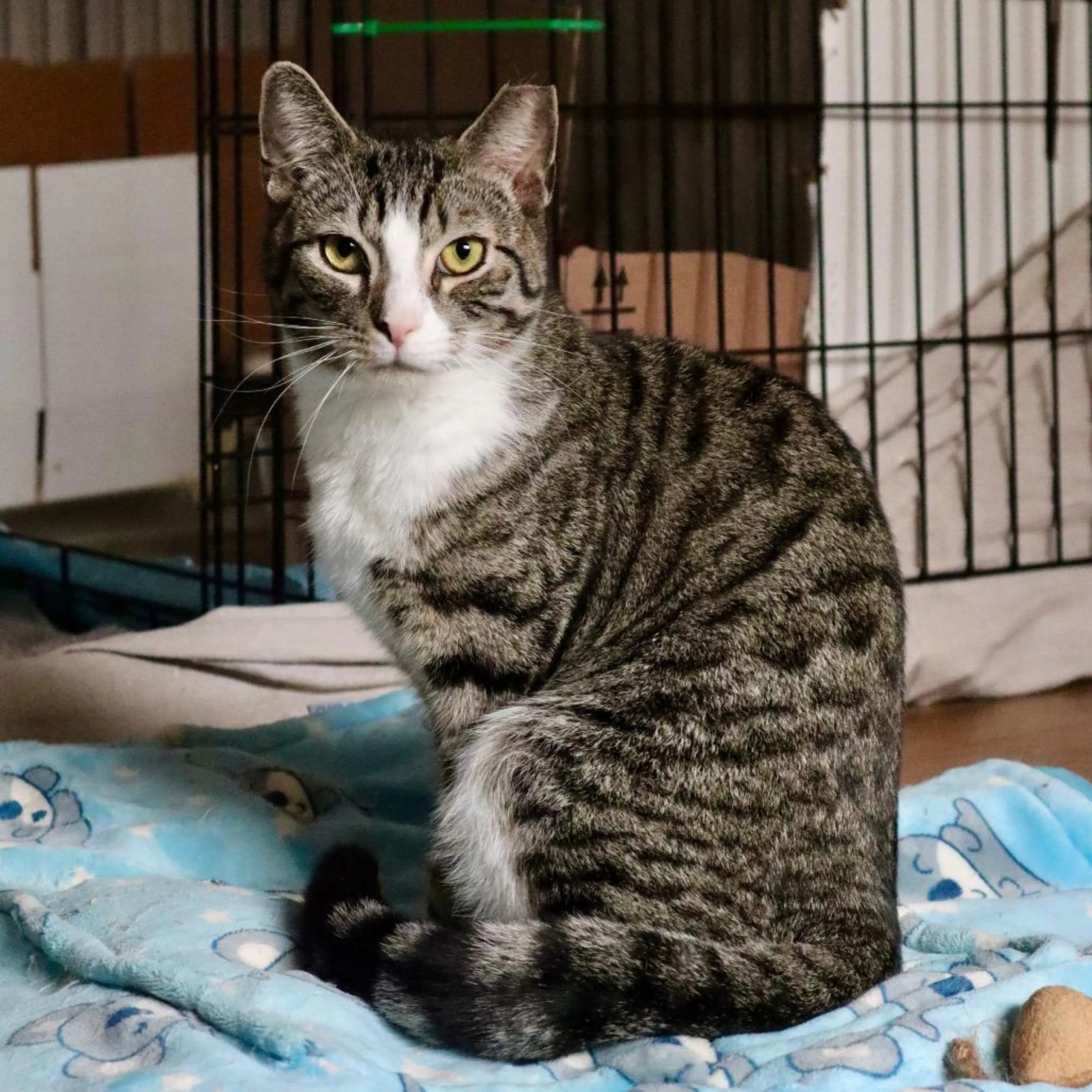 Found pet-3