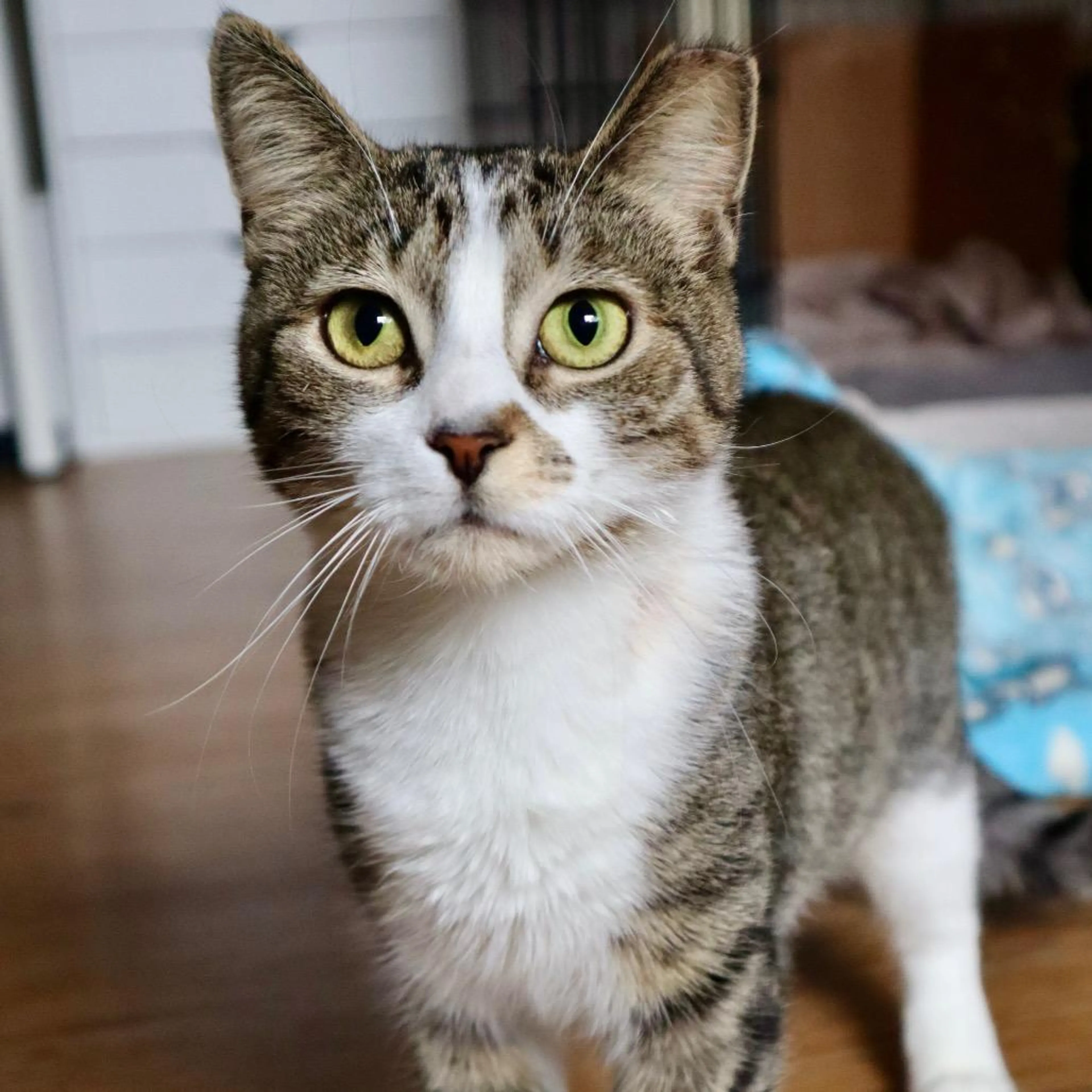 Found pet-1