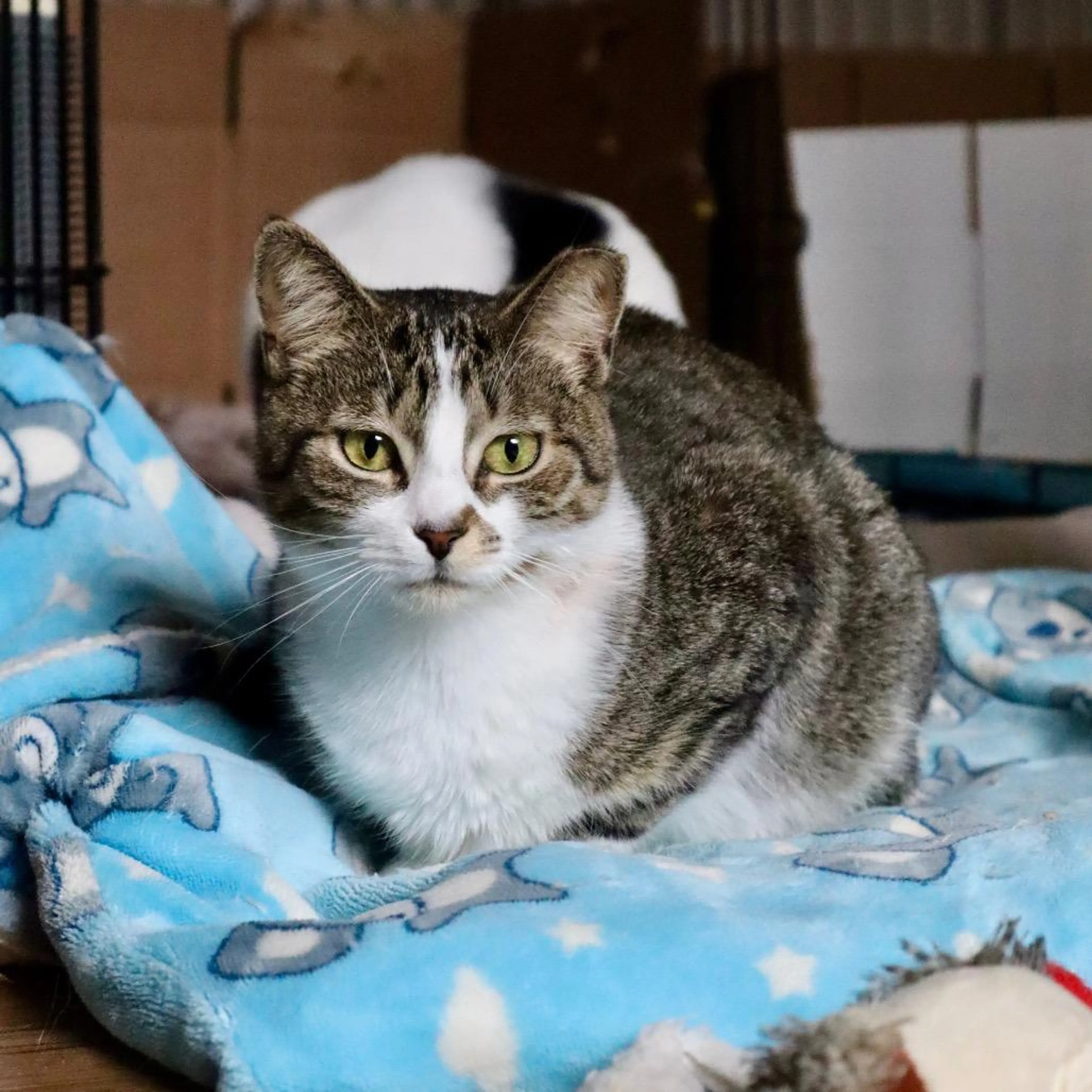 Found pet-3