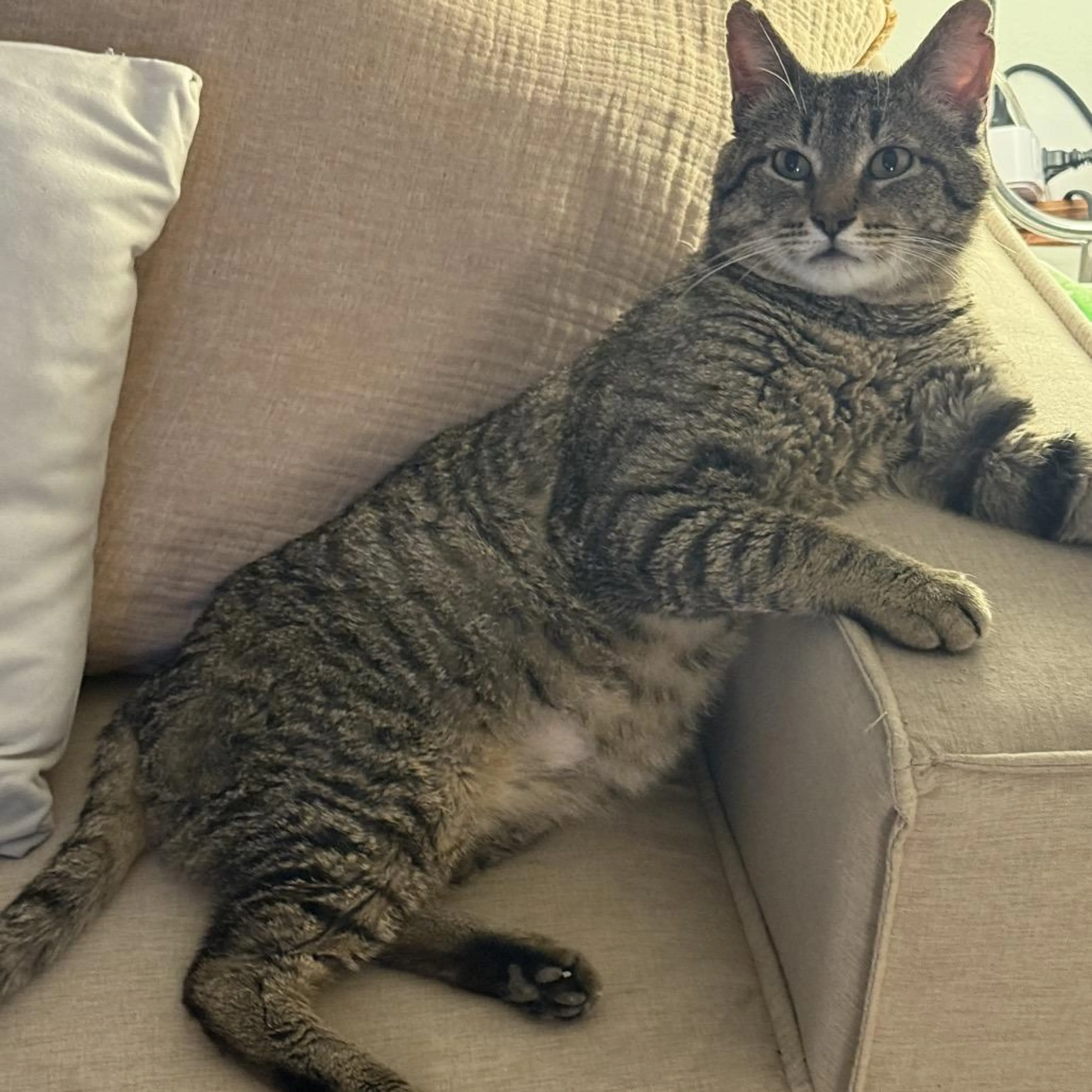 Found pet-1