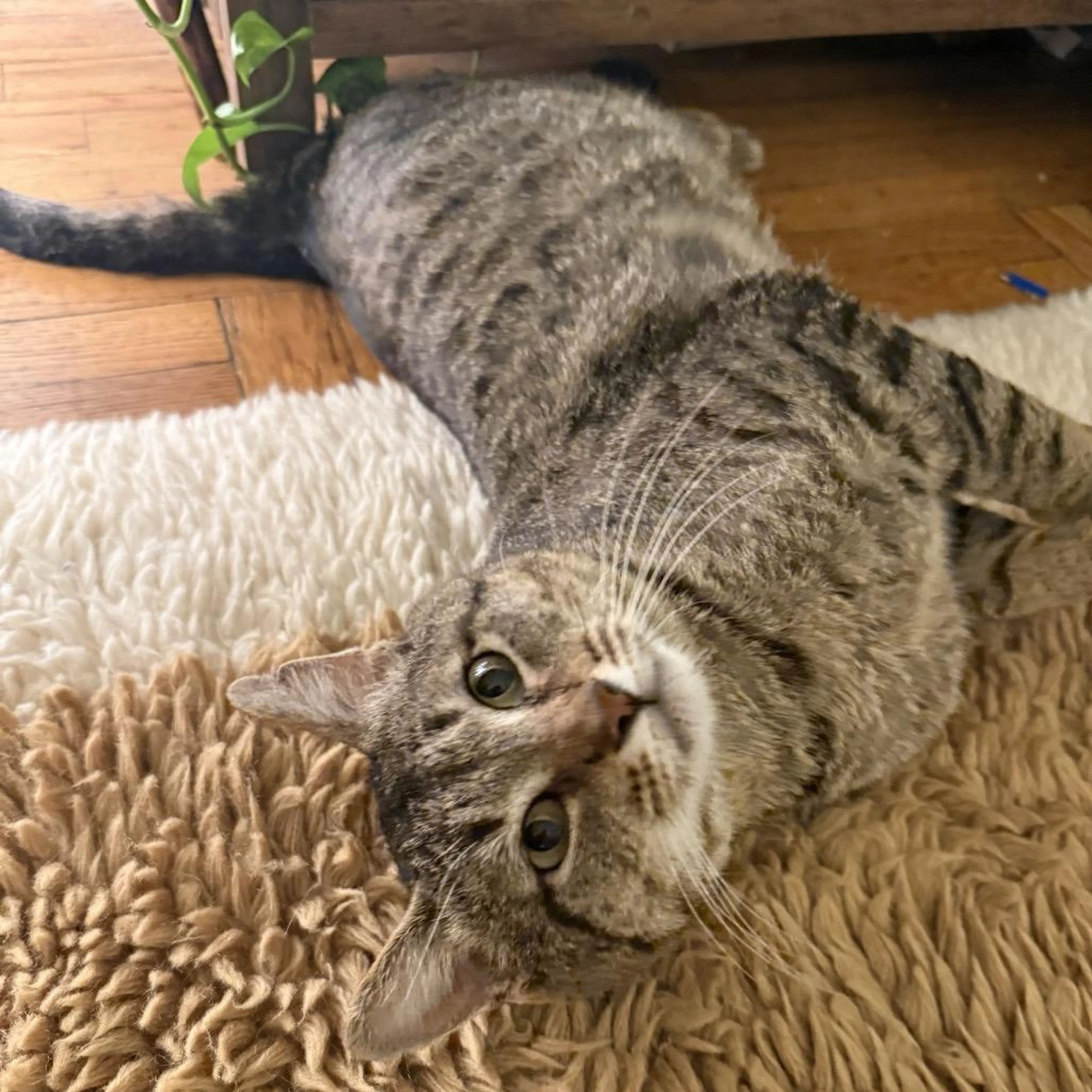 Found pet-0