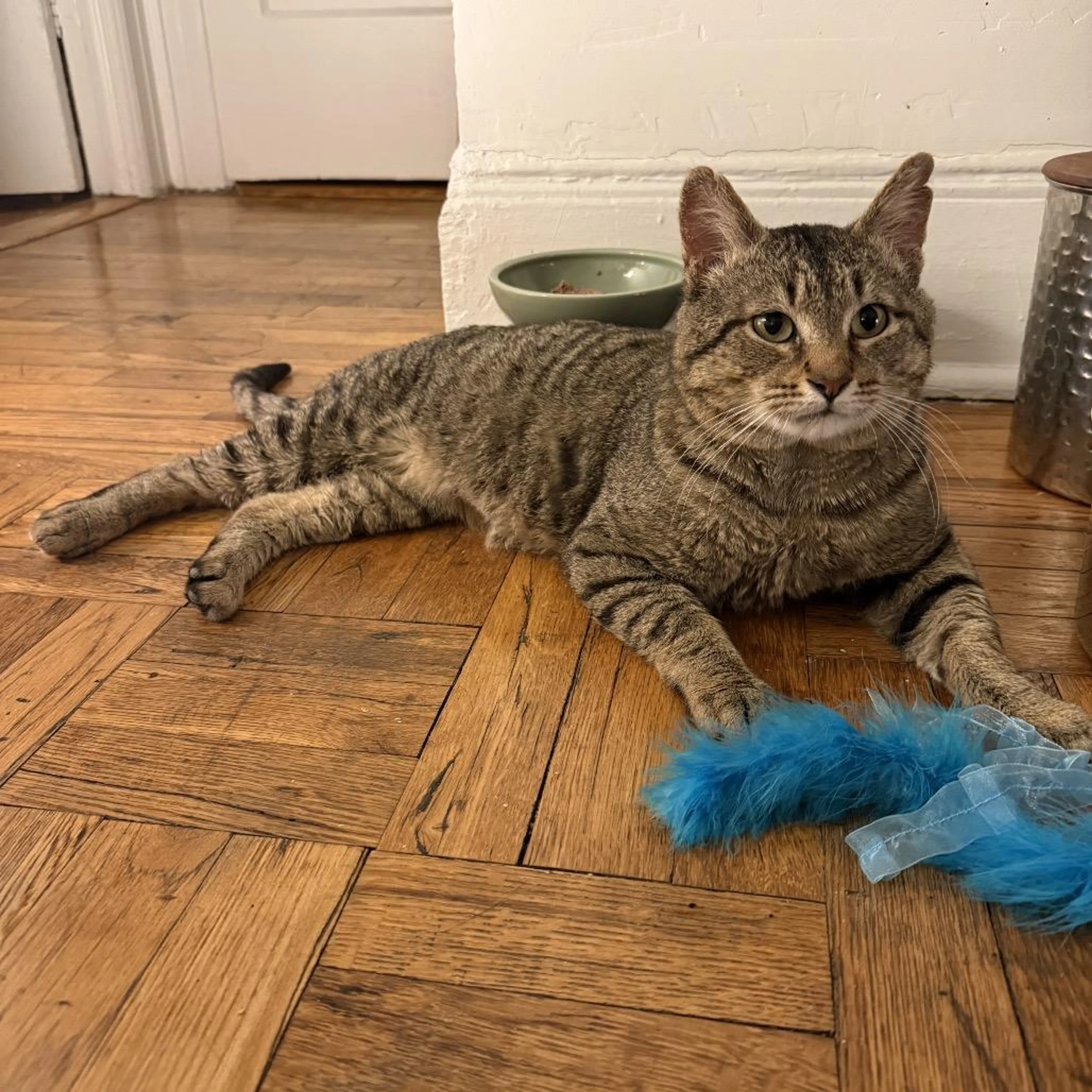 Found pet-2