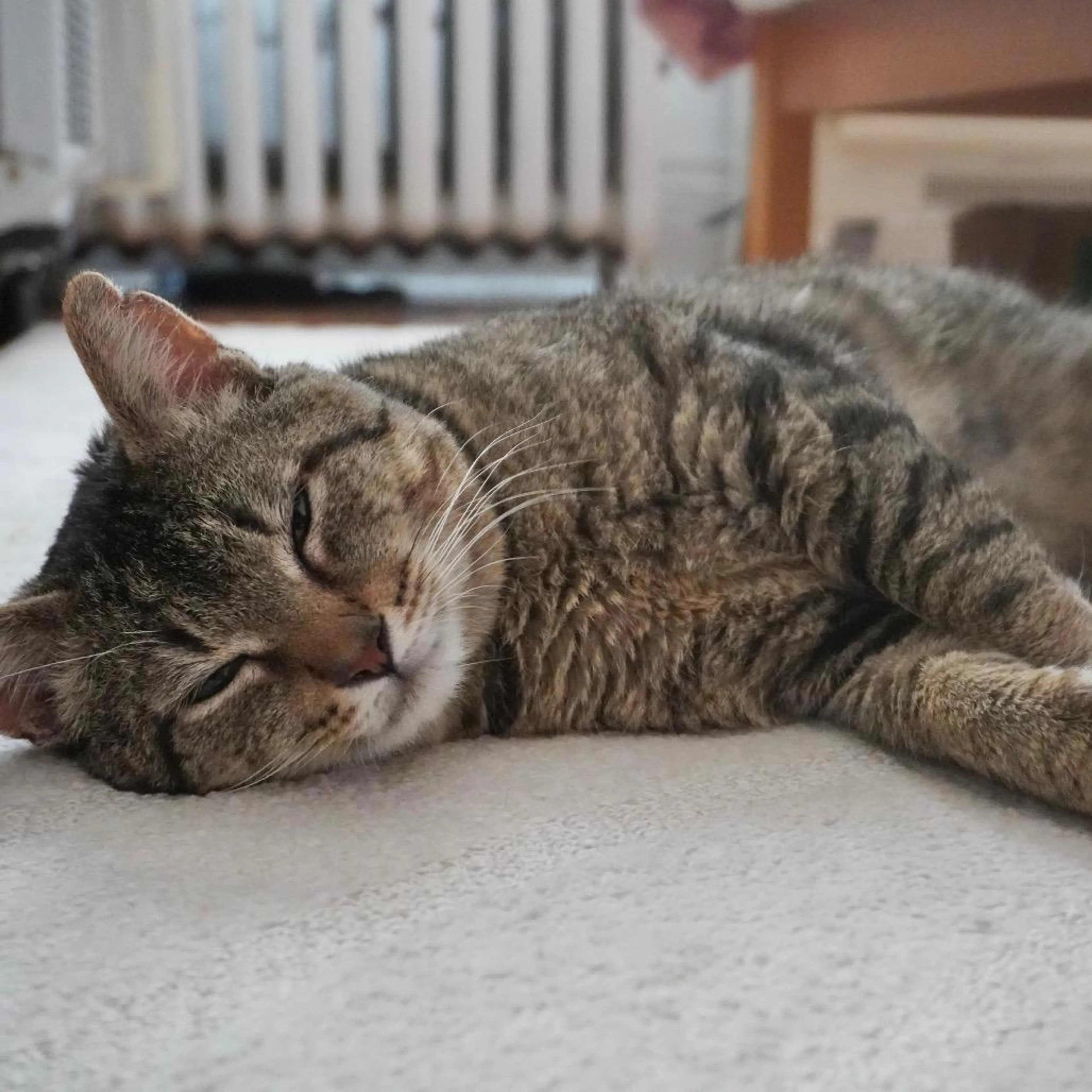 Found pet-3