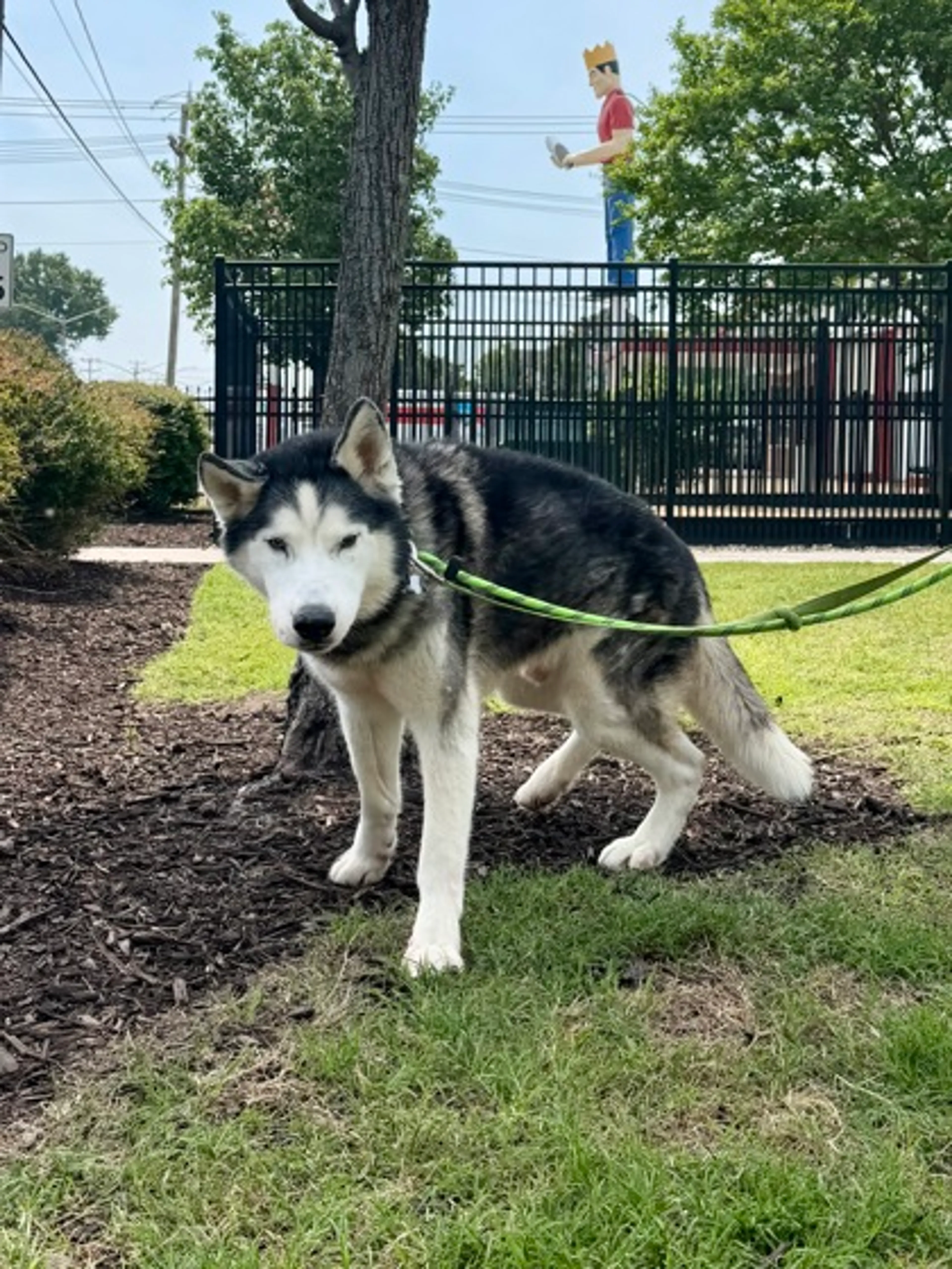 Found pet-1