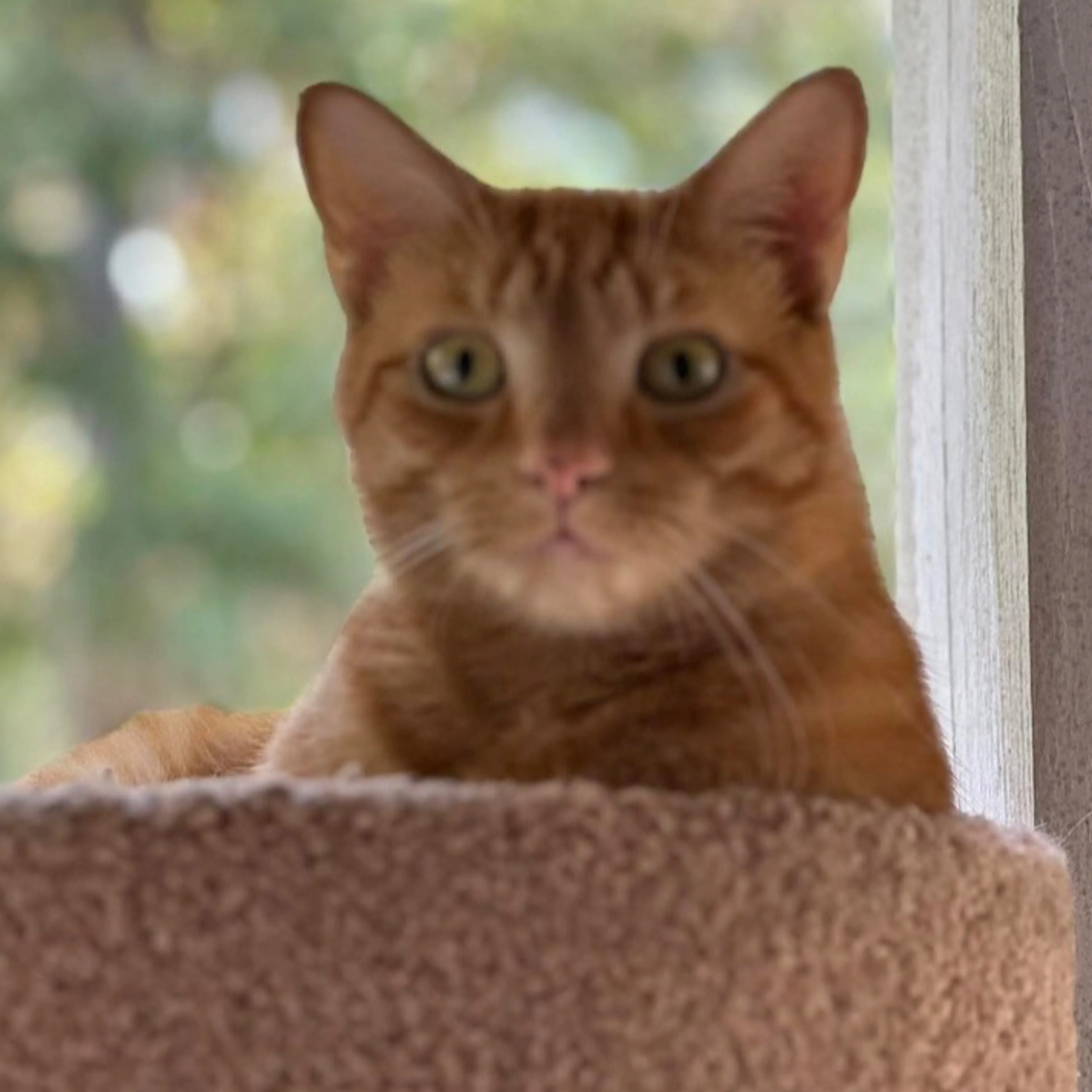 Lost pet-2