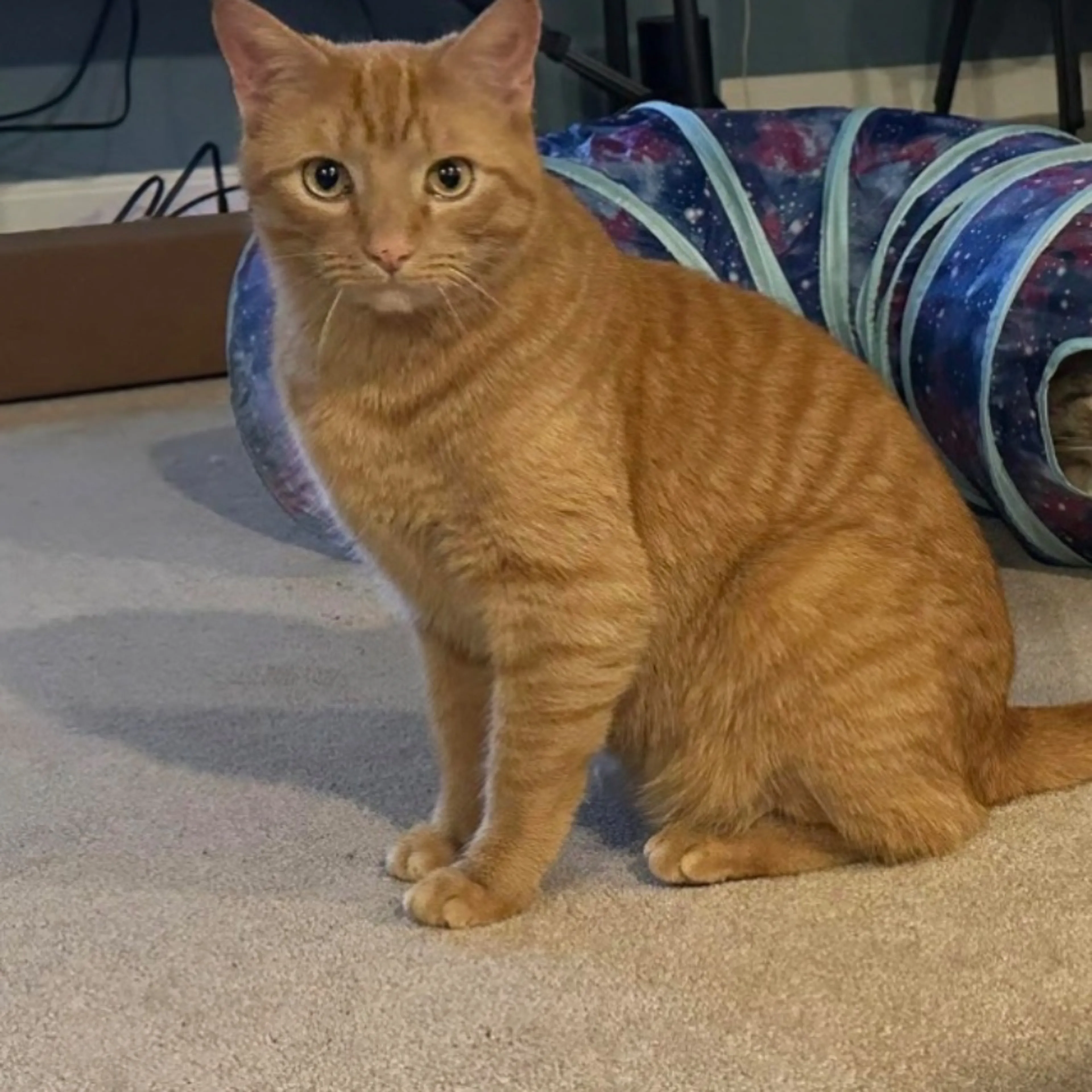 Lost pet-0
