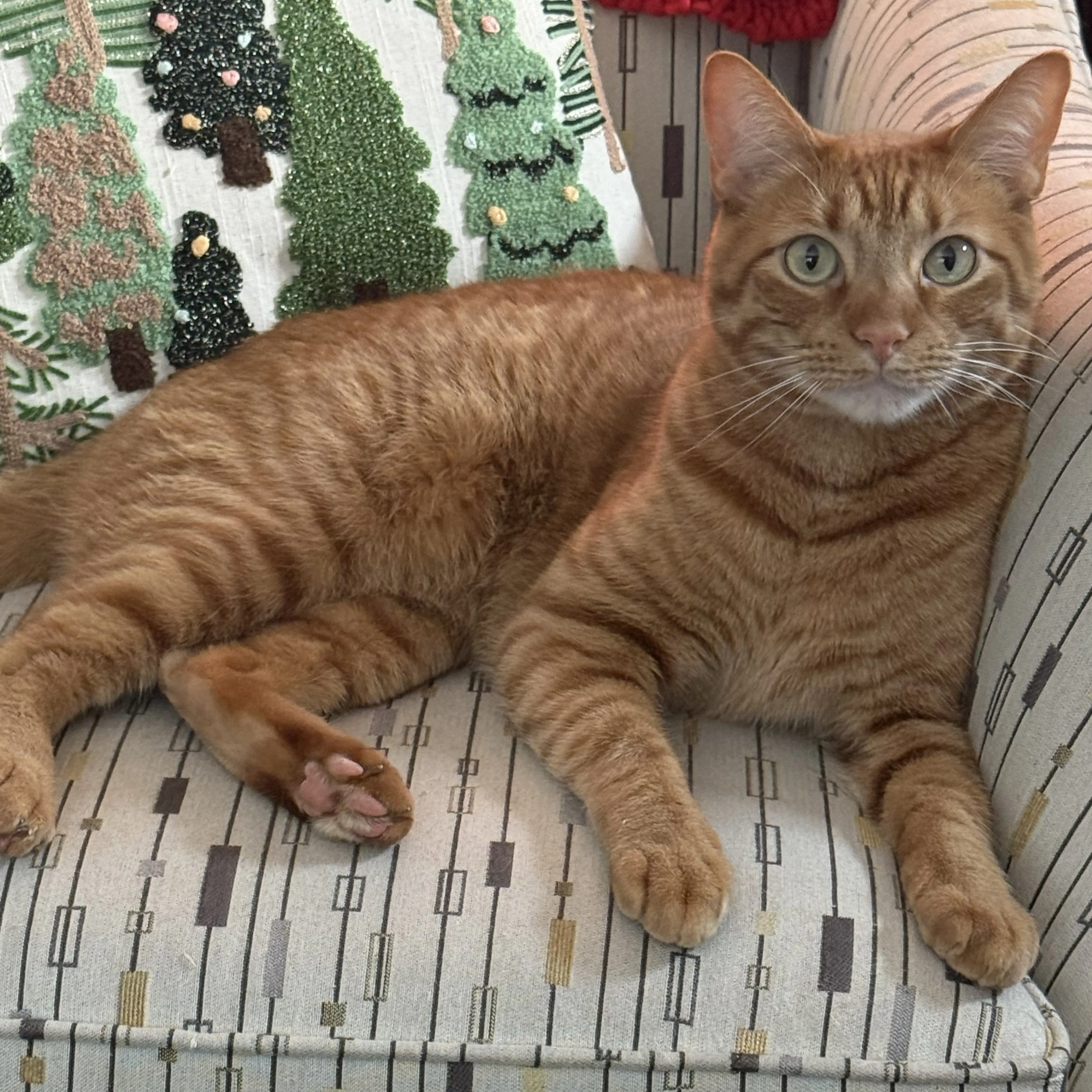 Lost pet-1