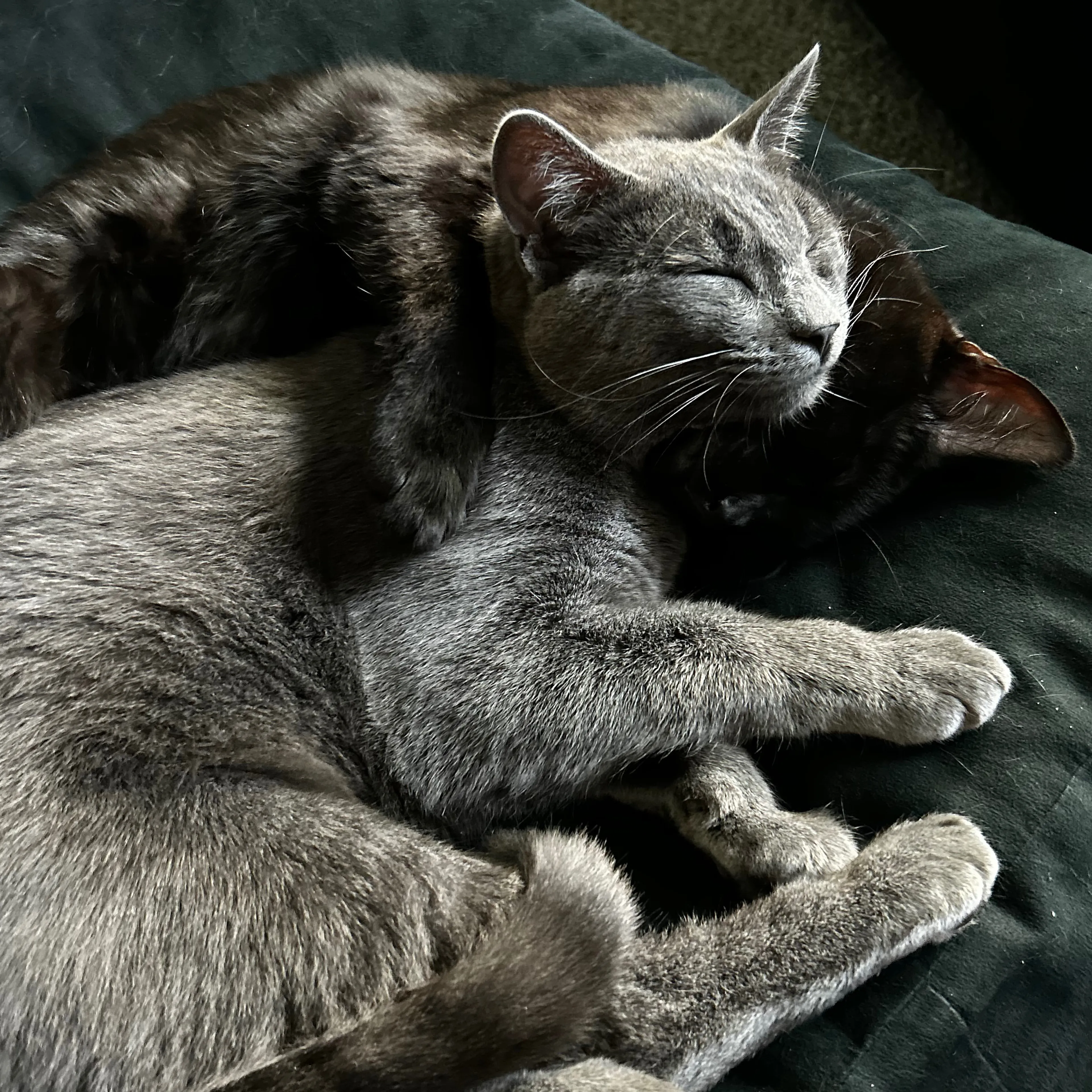 Lost pet-1
