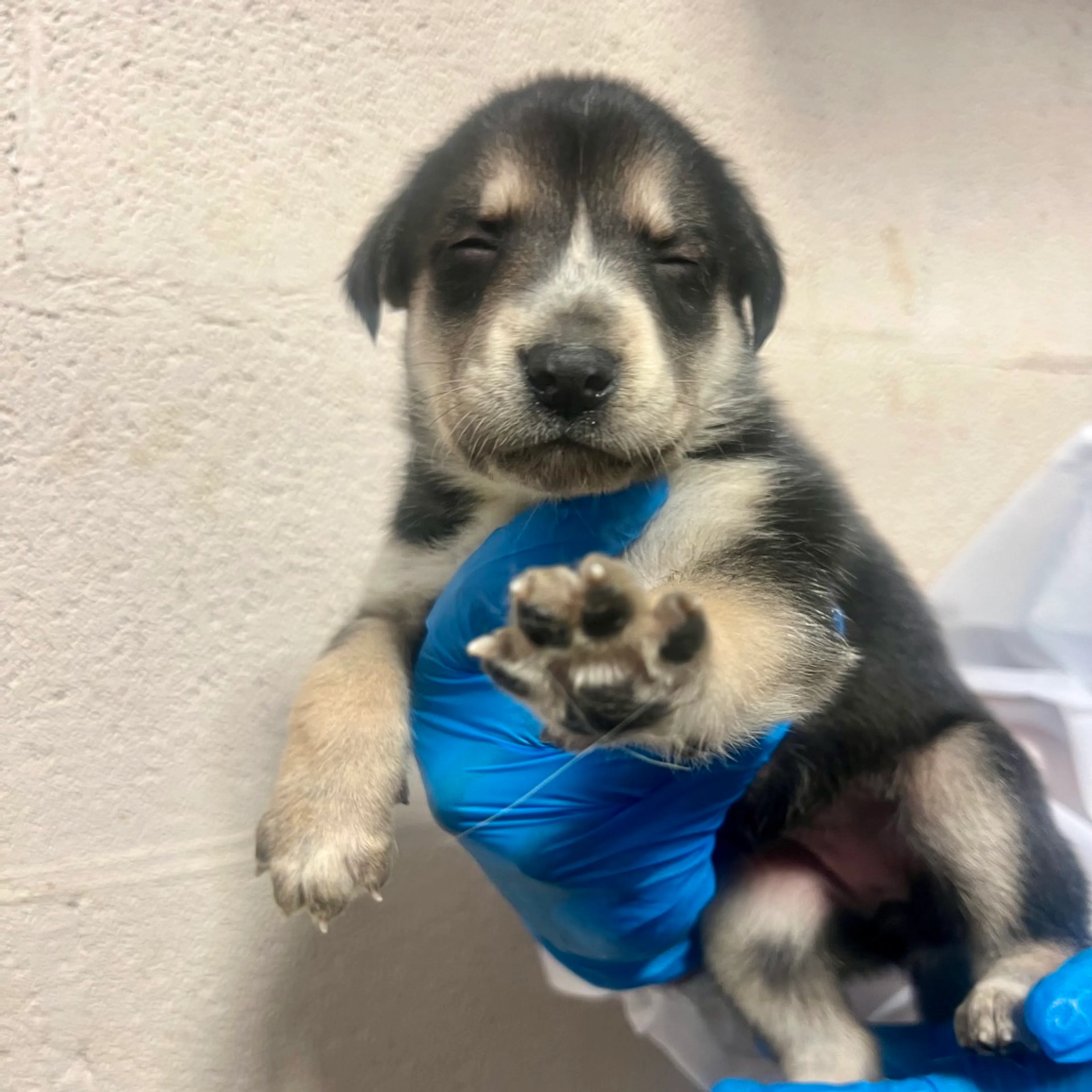 Found pet-4