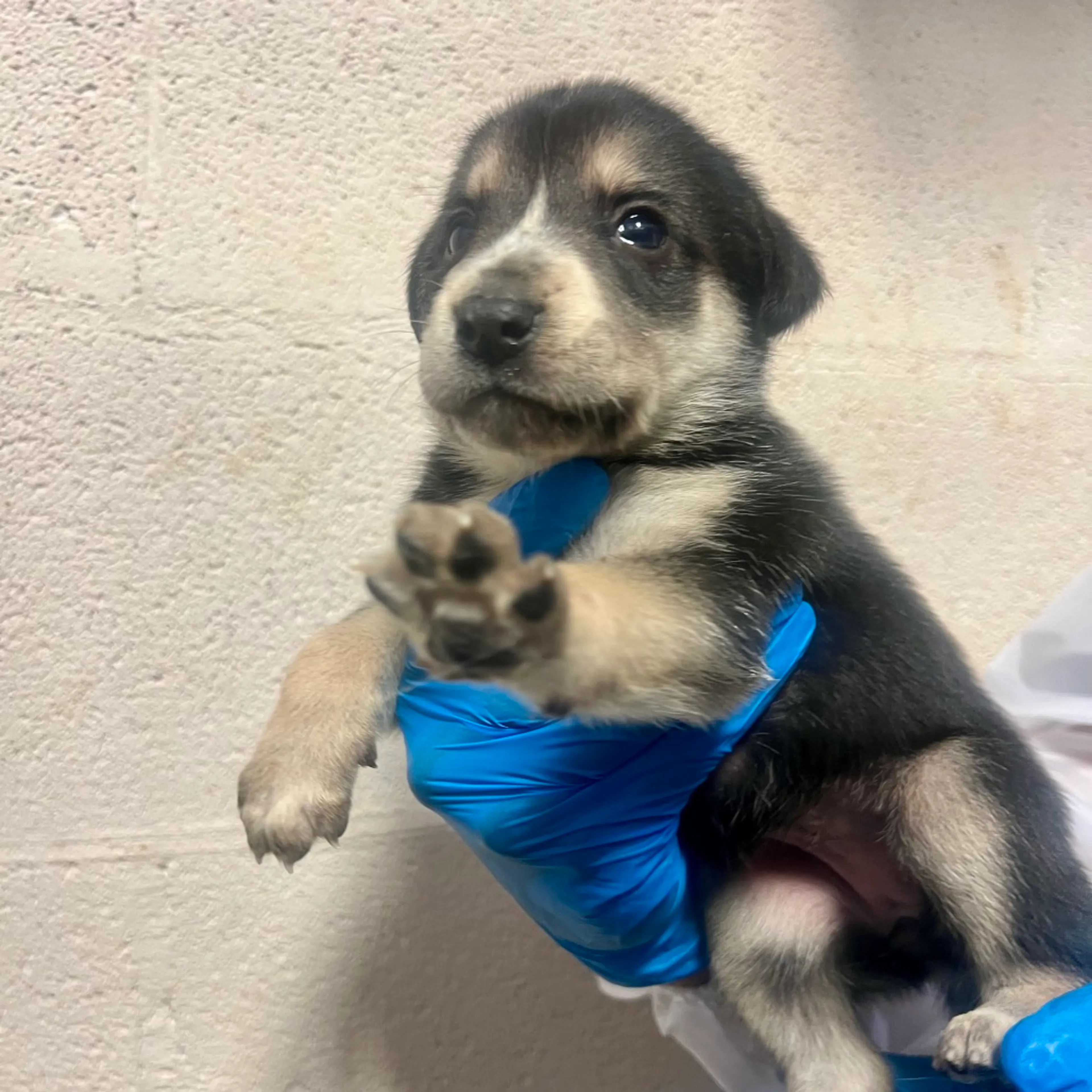 Found pet-3