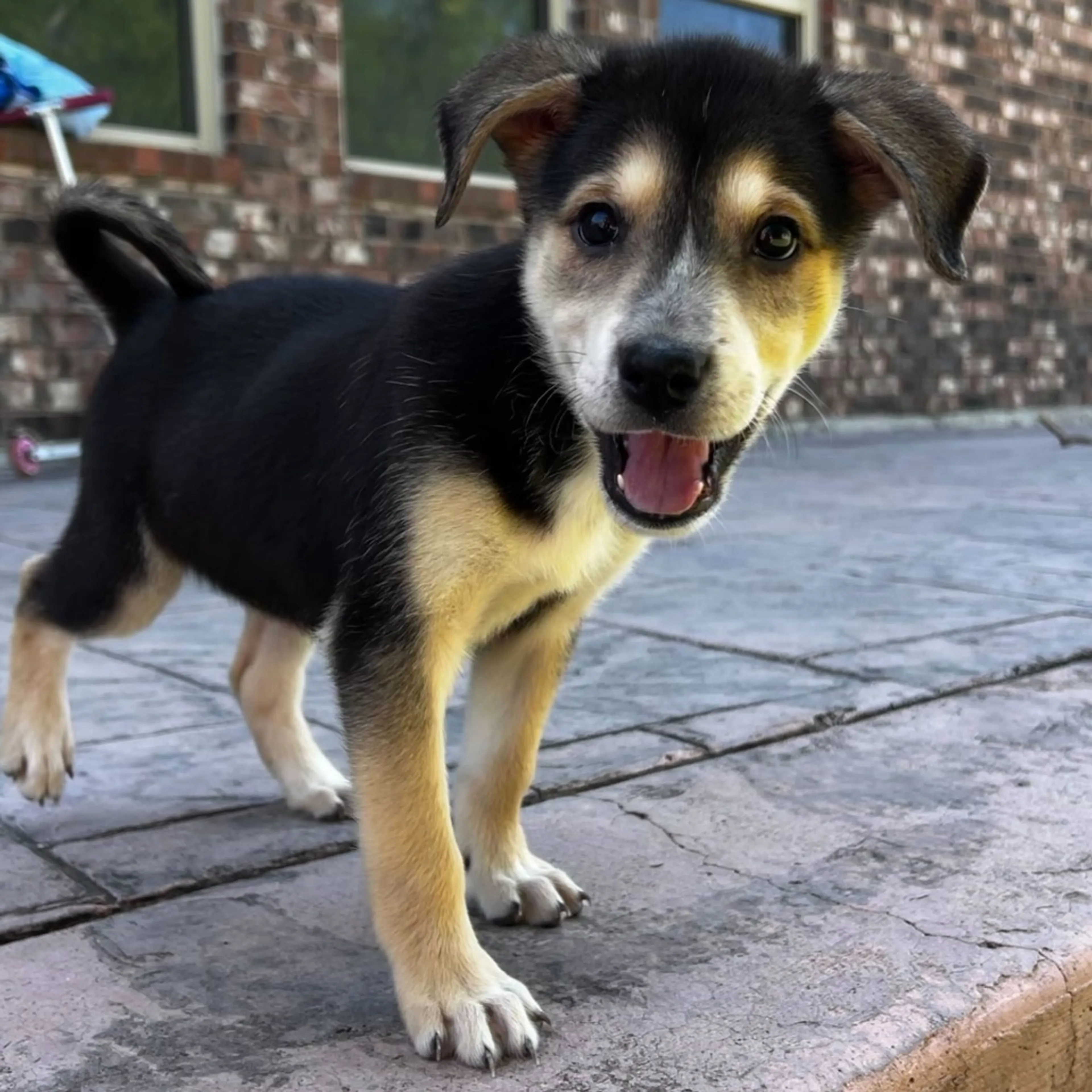Found pet-6