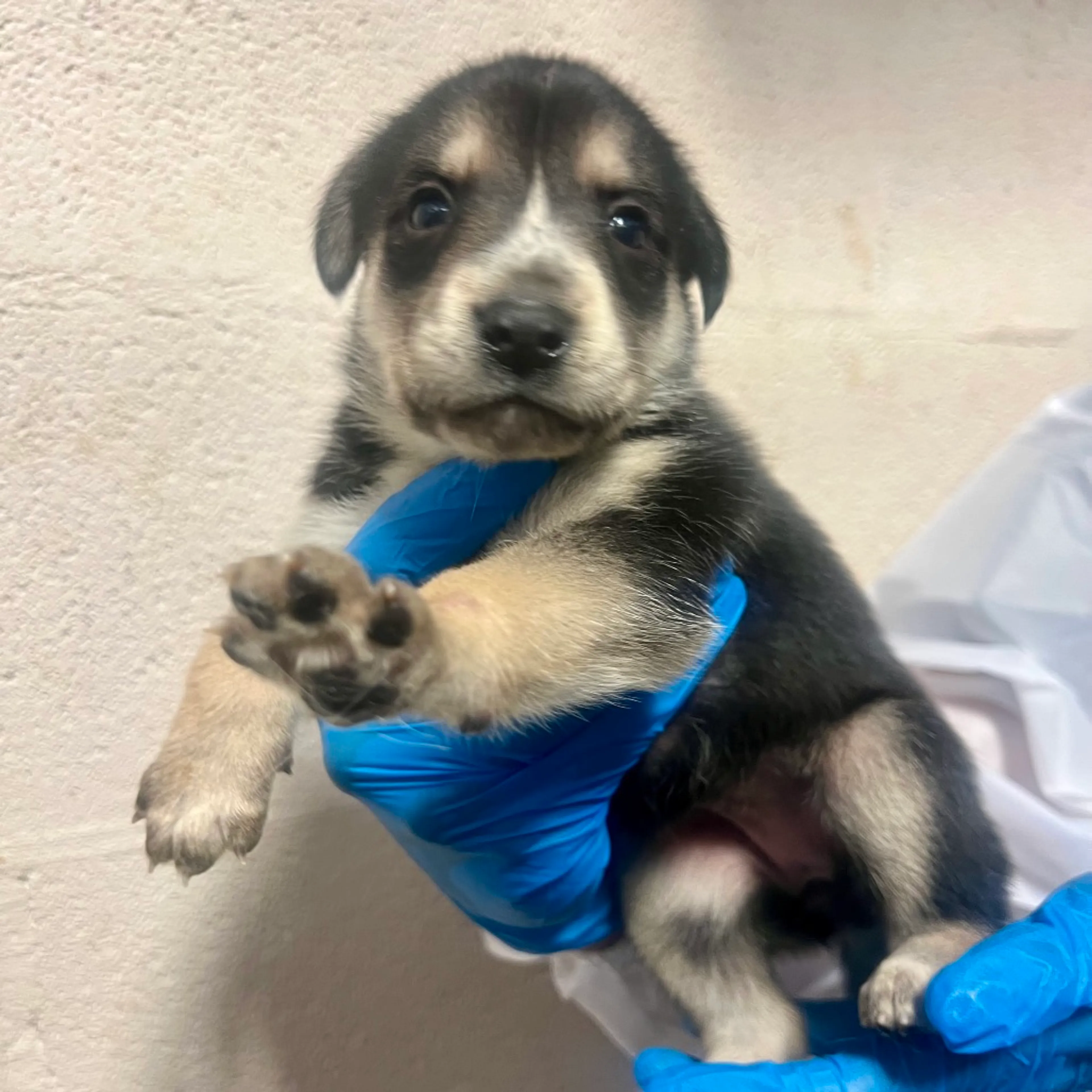 Found pet-2