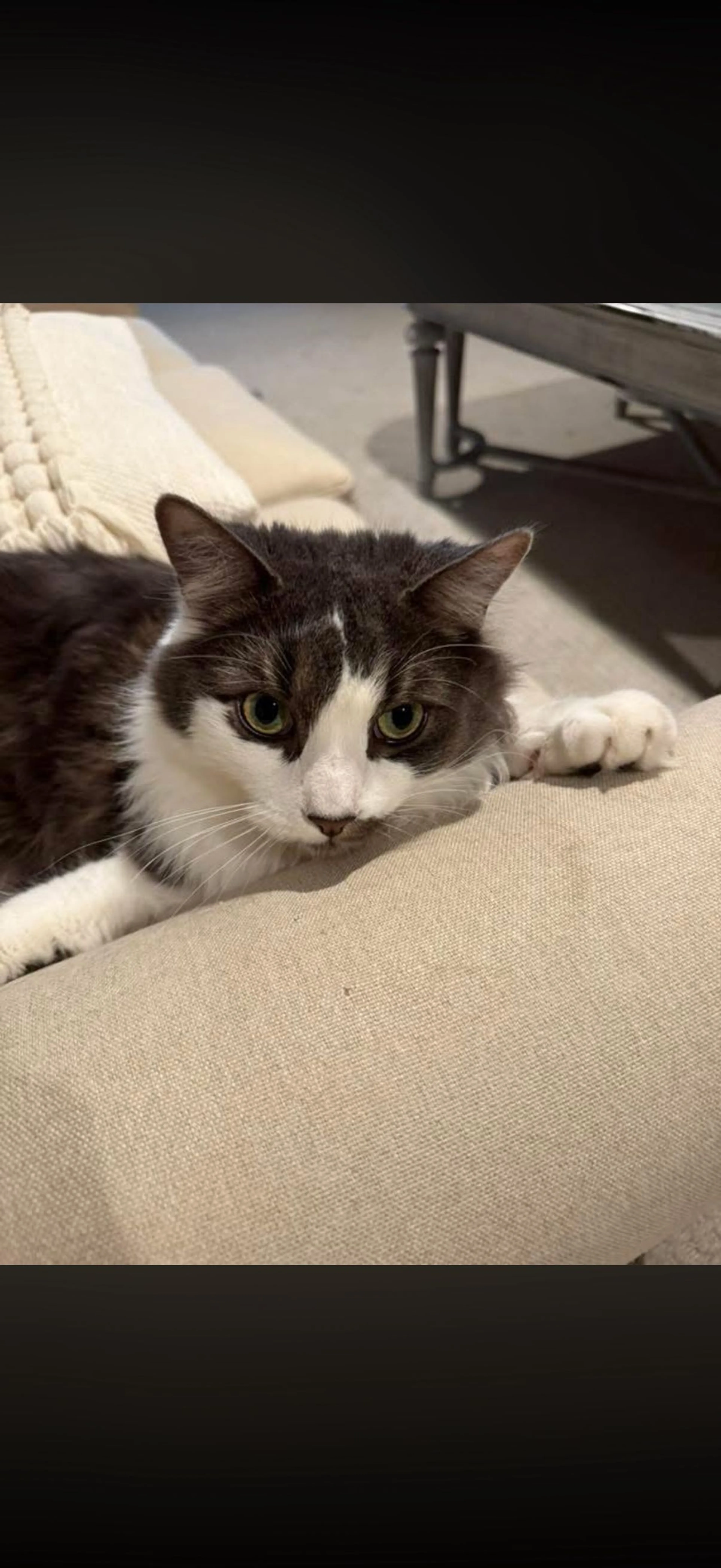 Lost pet