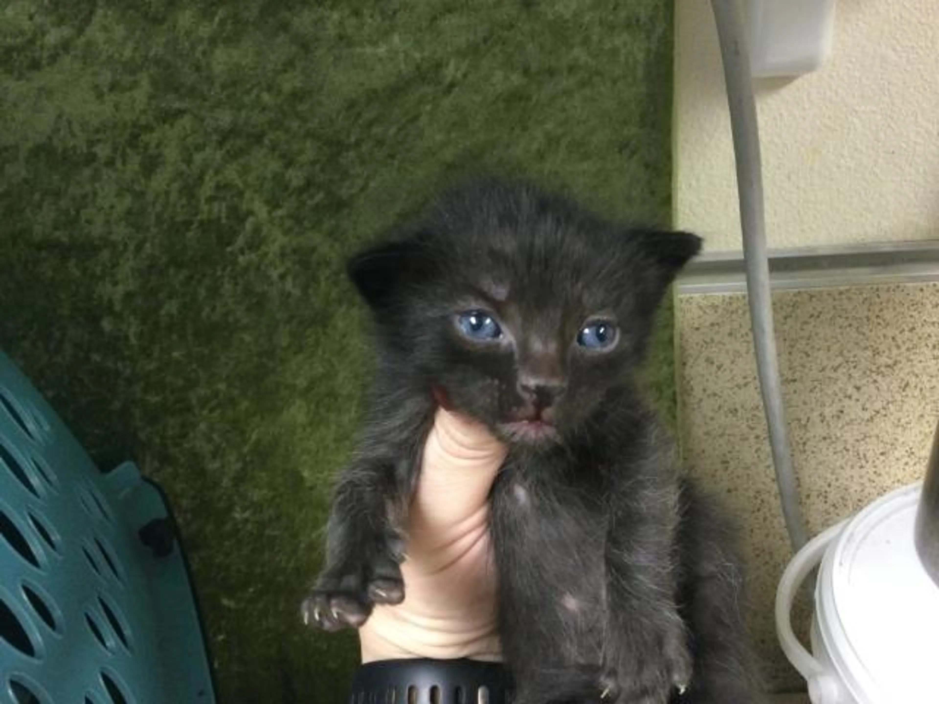 Found pet