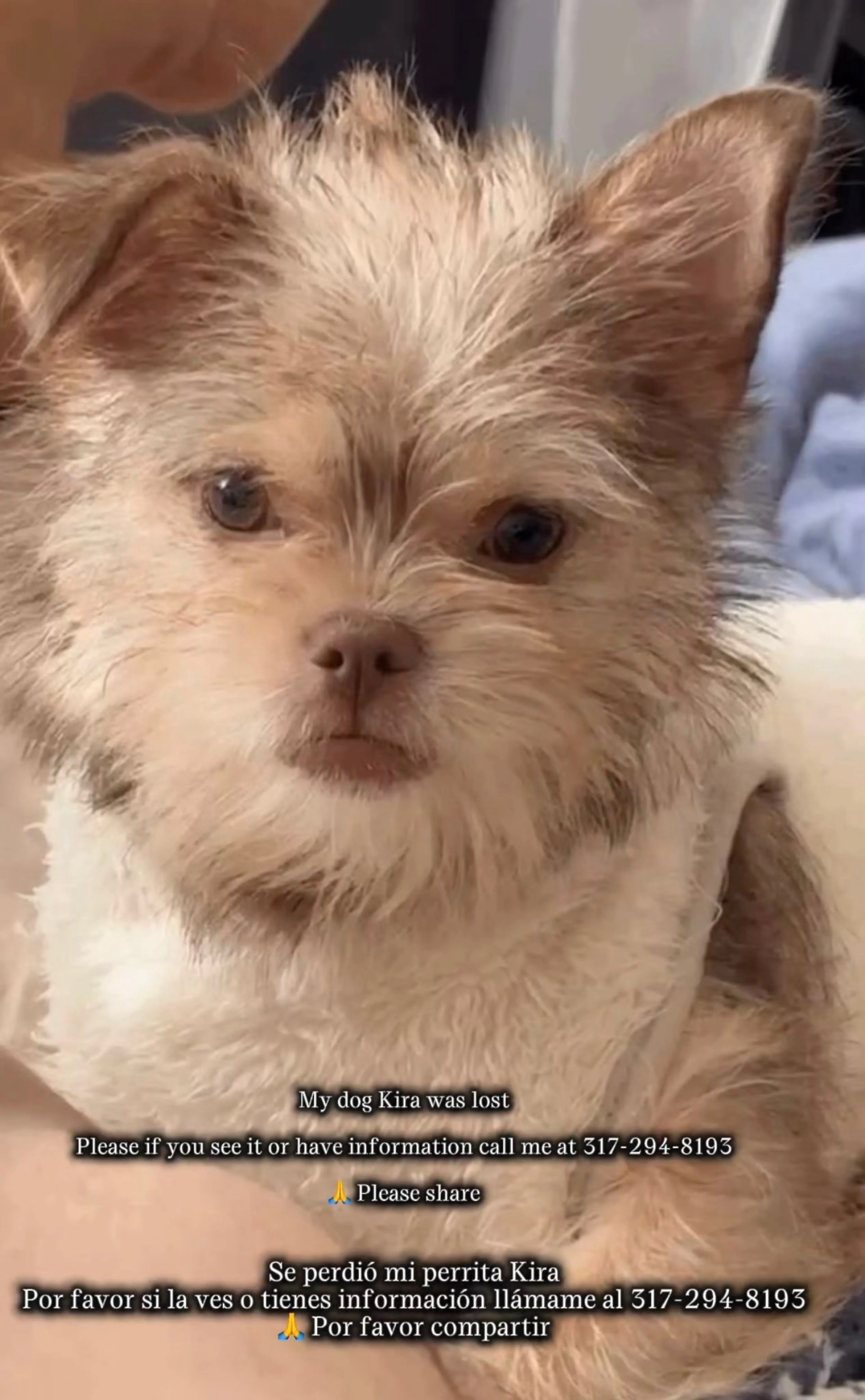 Lost pet