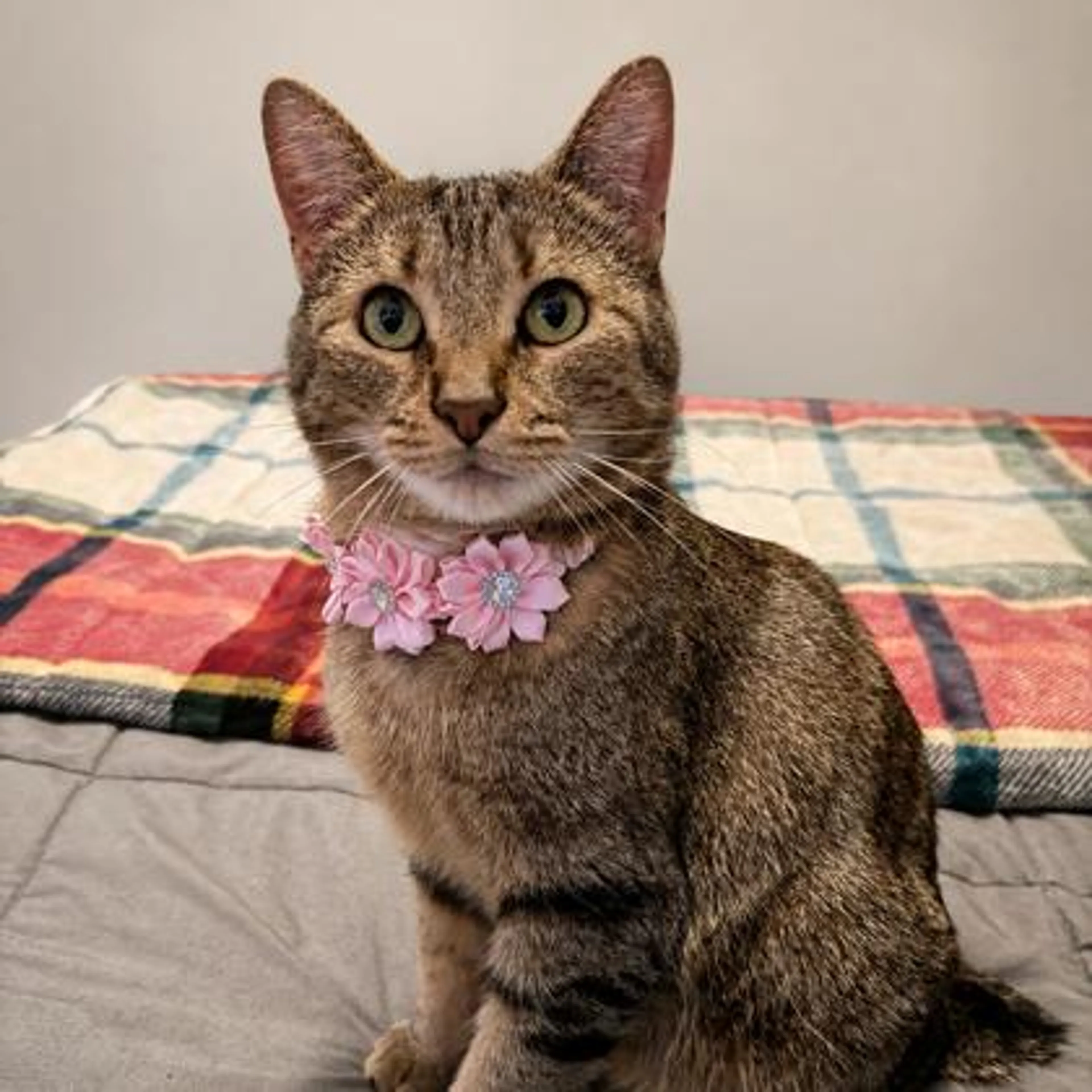 Found pet-2