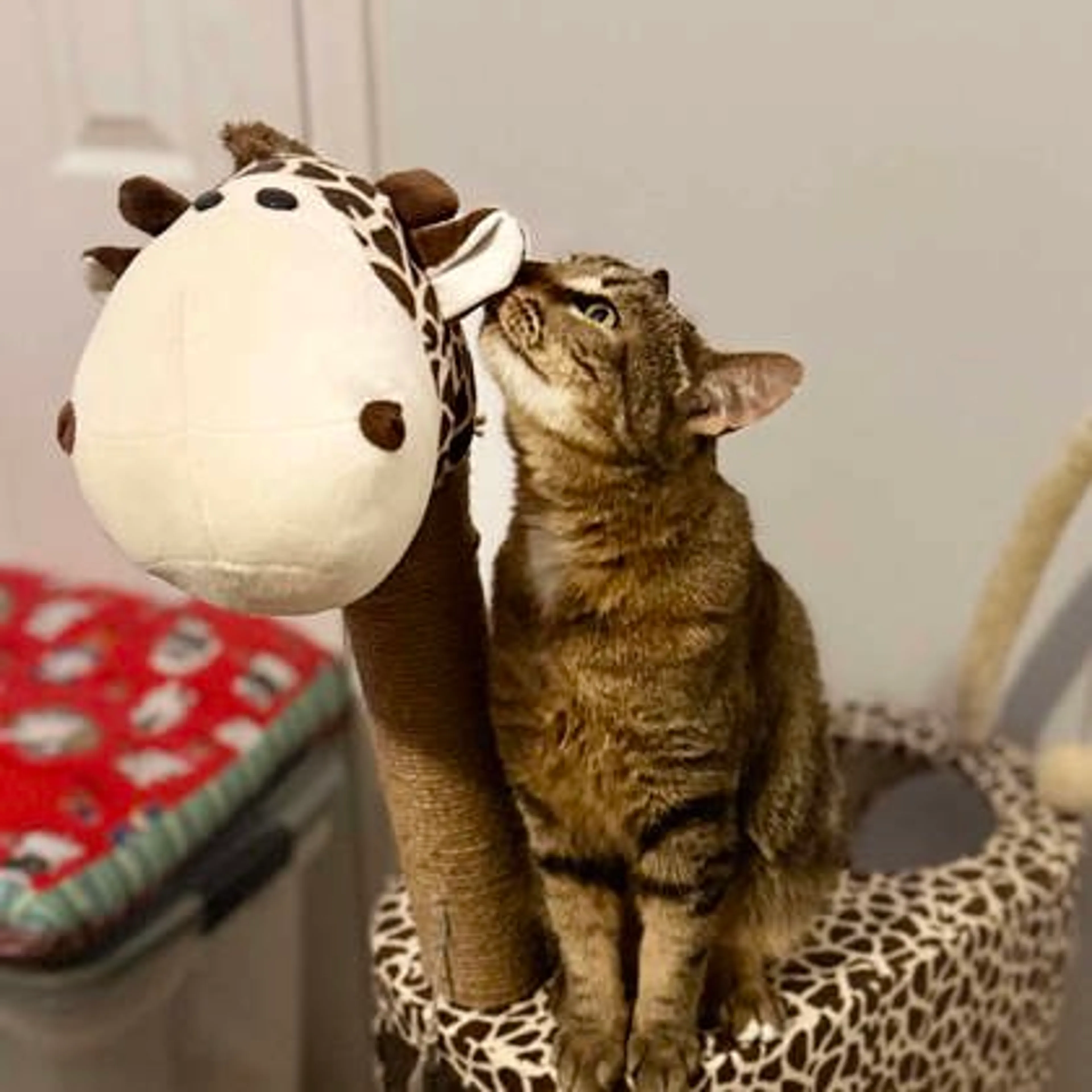 Found pet-1