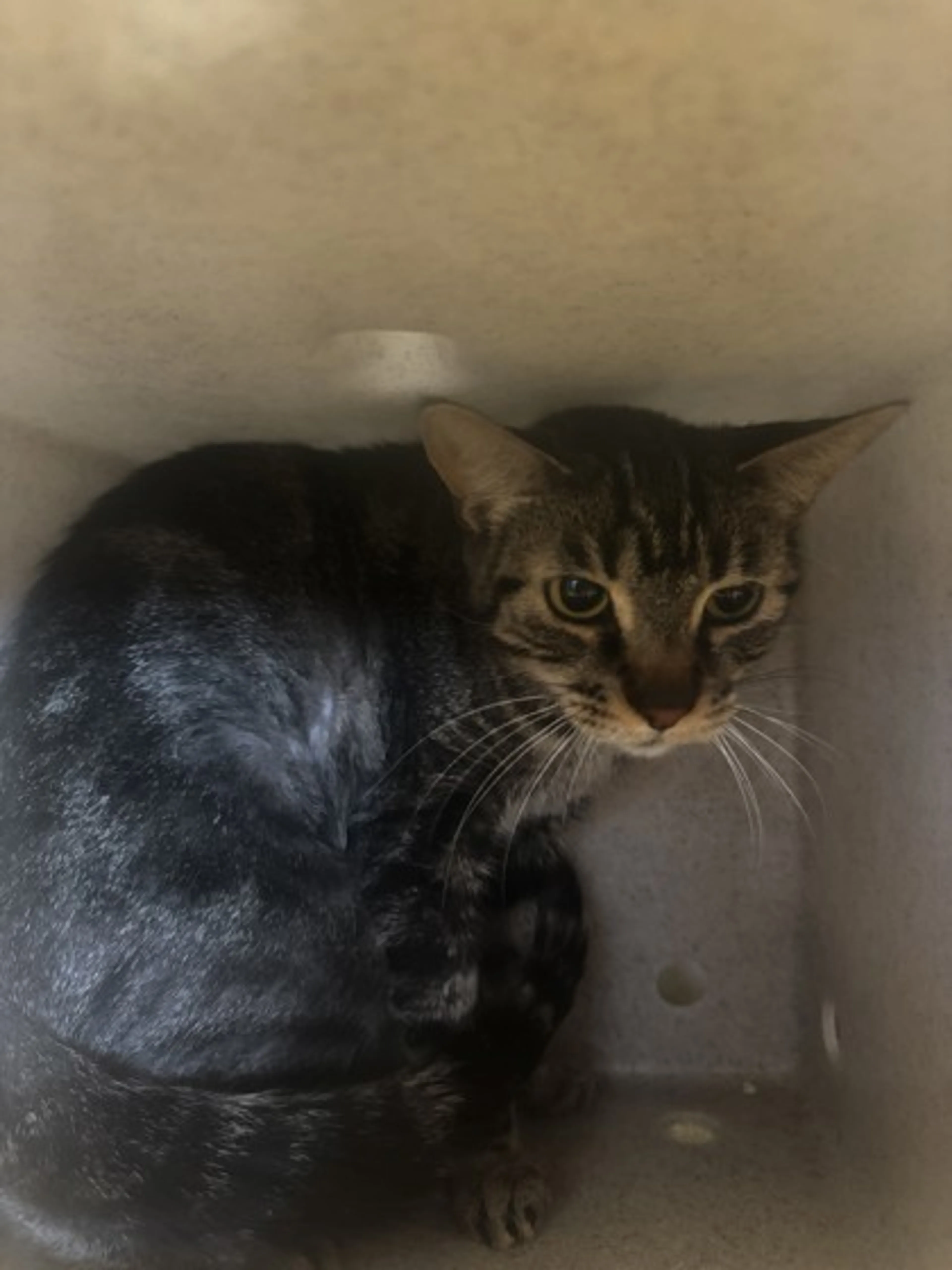 Found pet