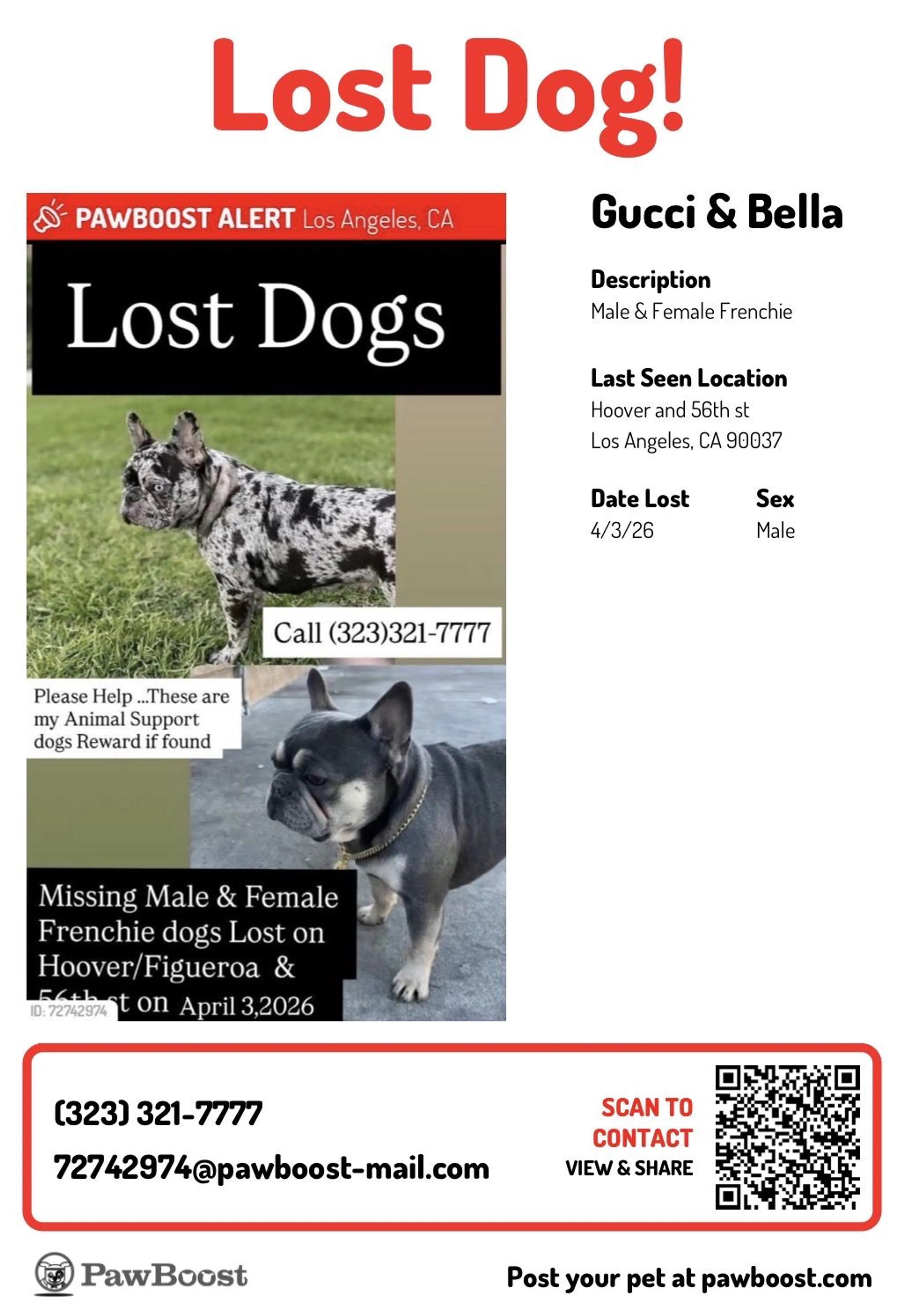 Lost pet