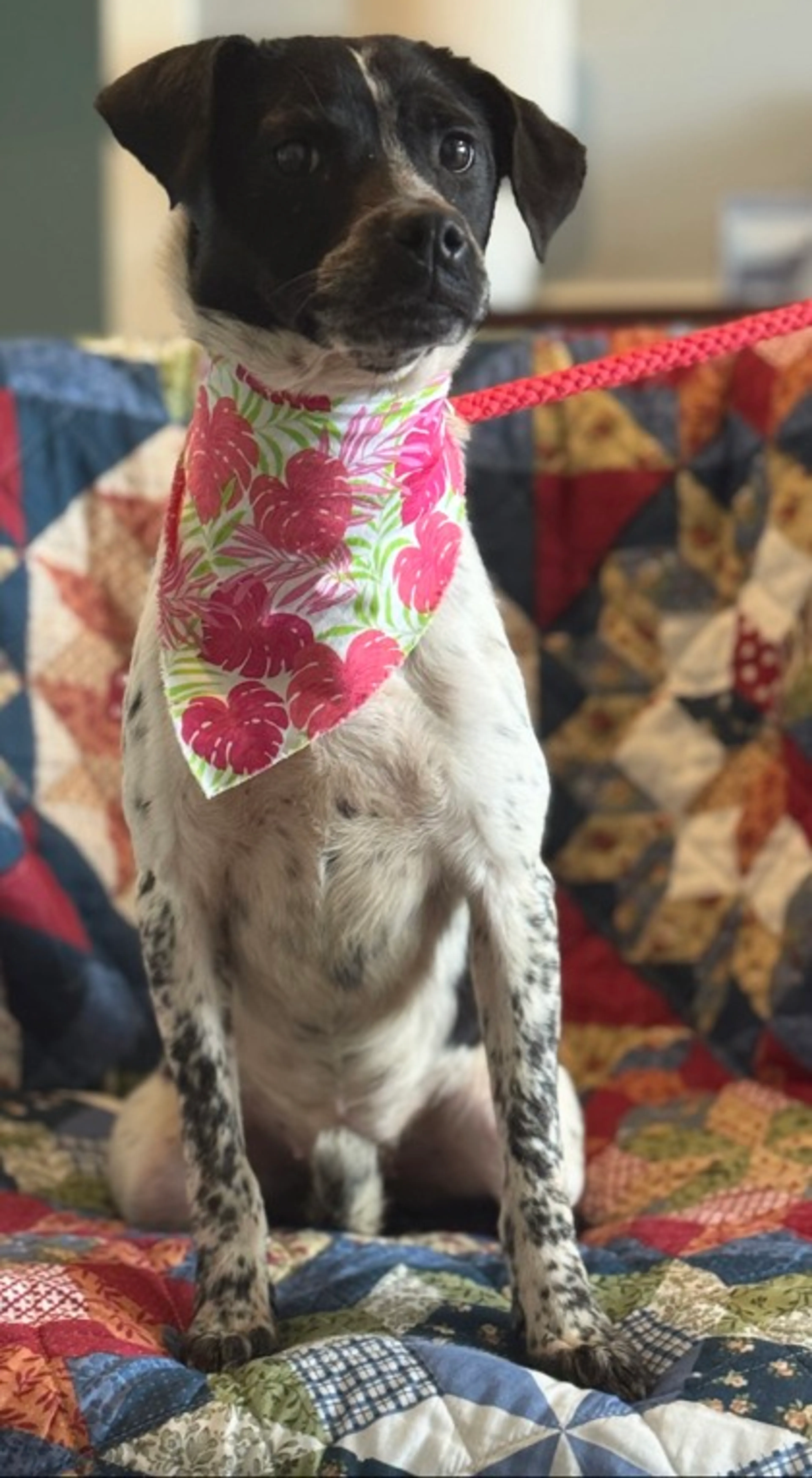 Found pet-1