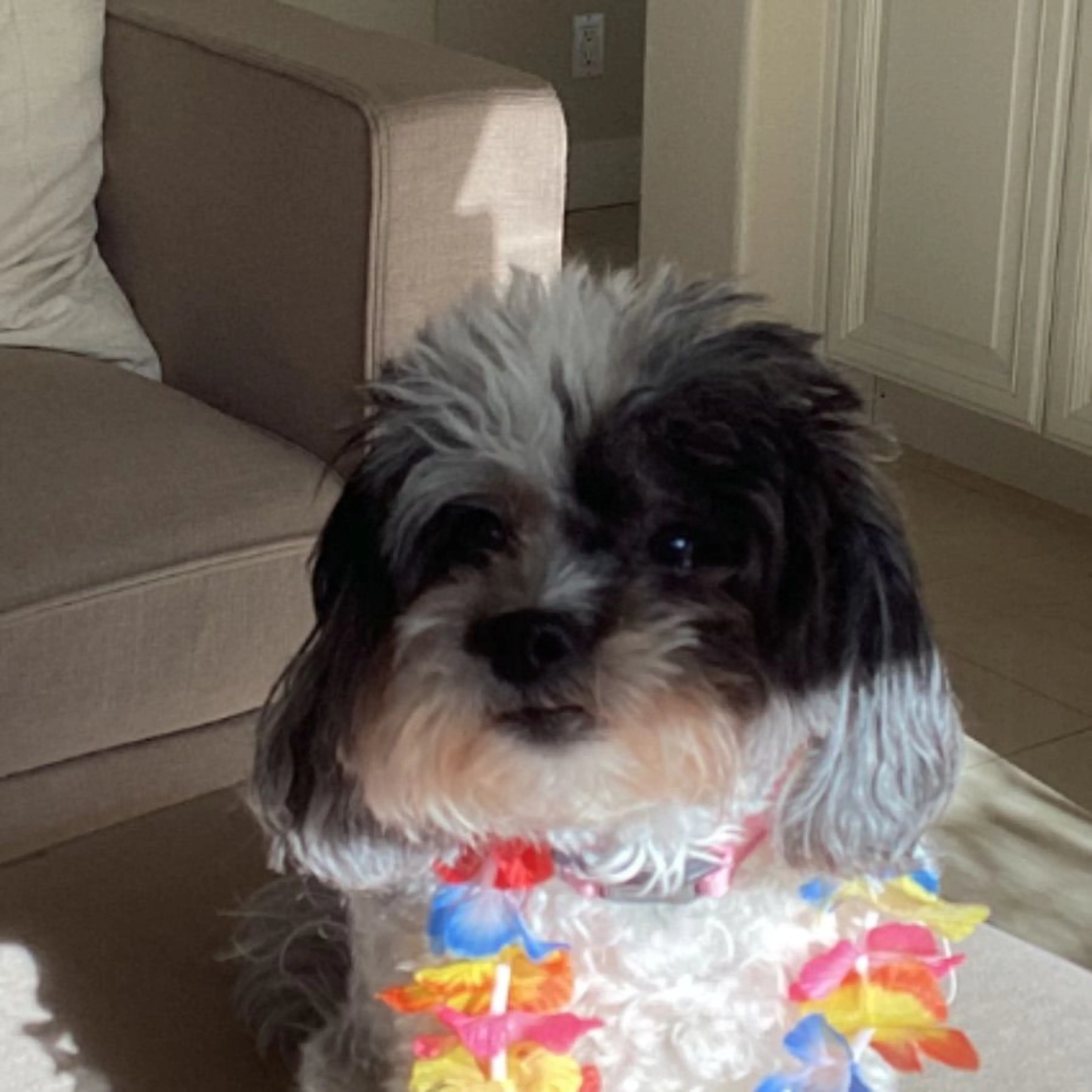 Lost pet