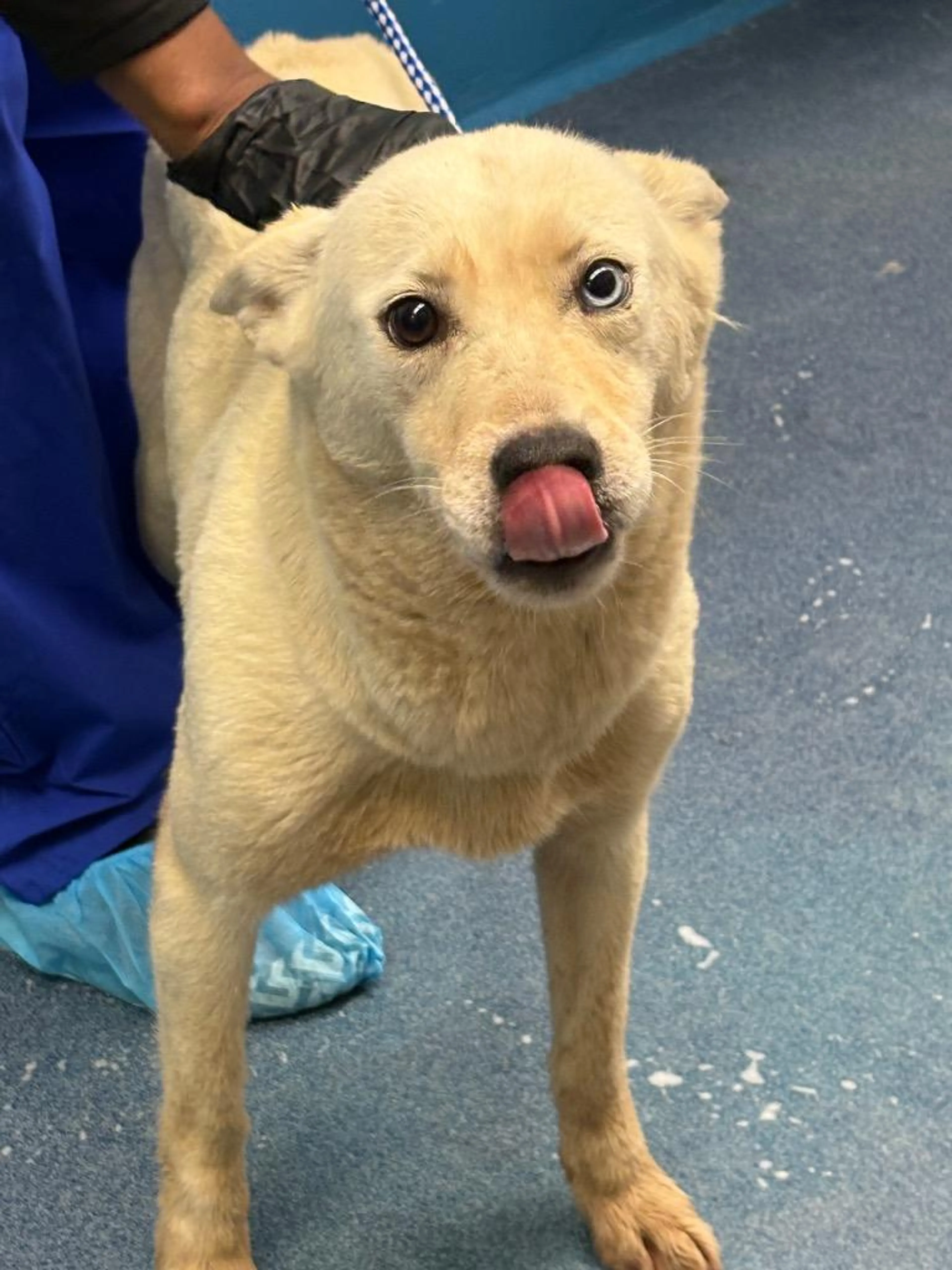 Found pet-2