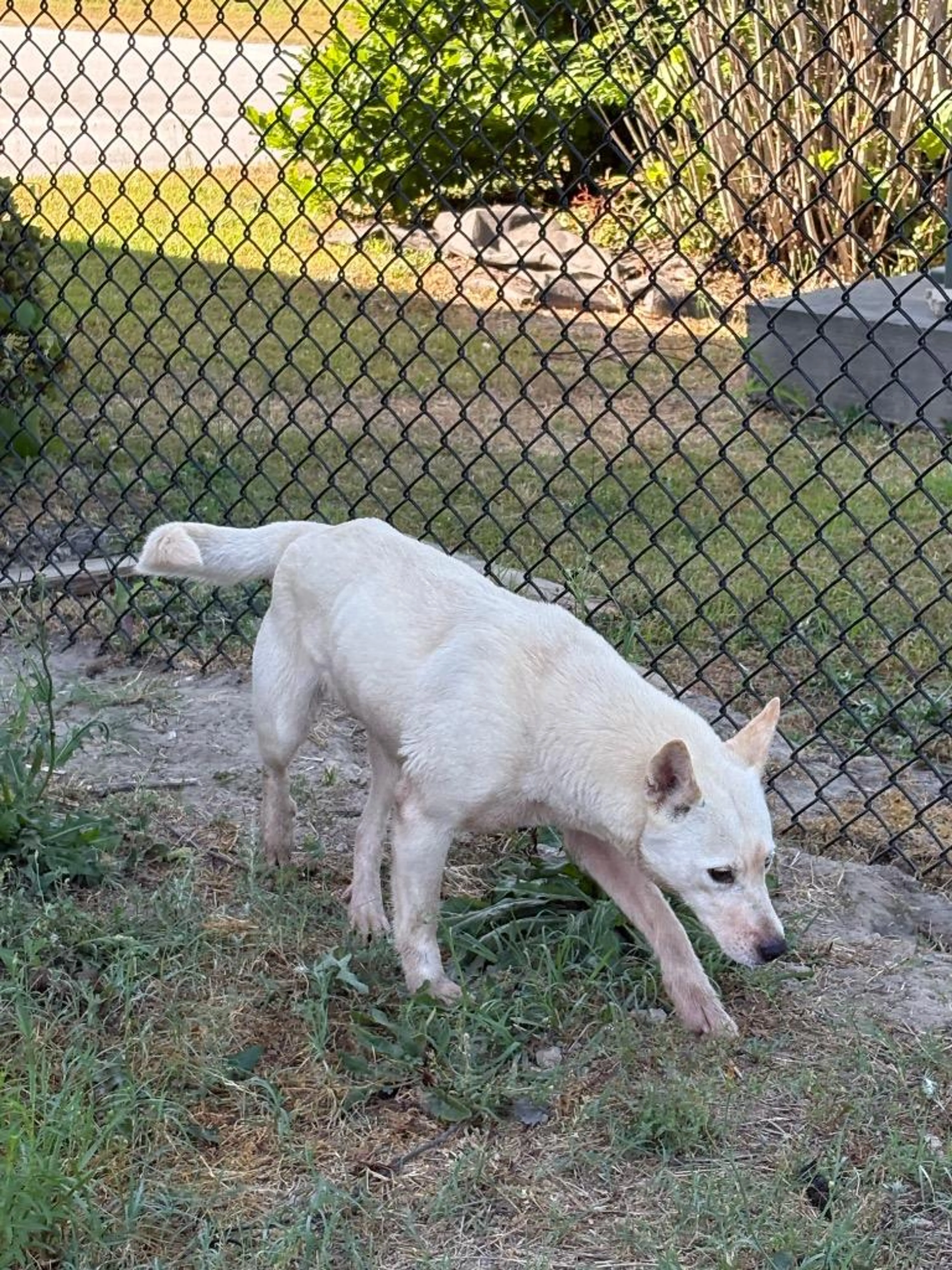 Found pet-1