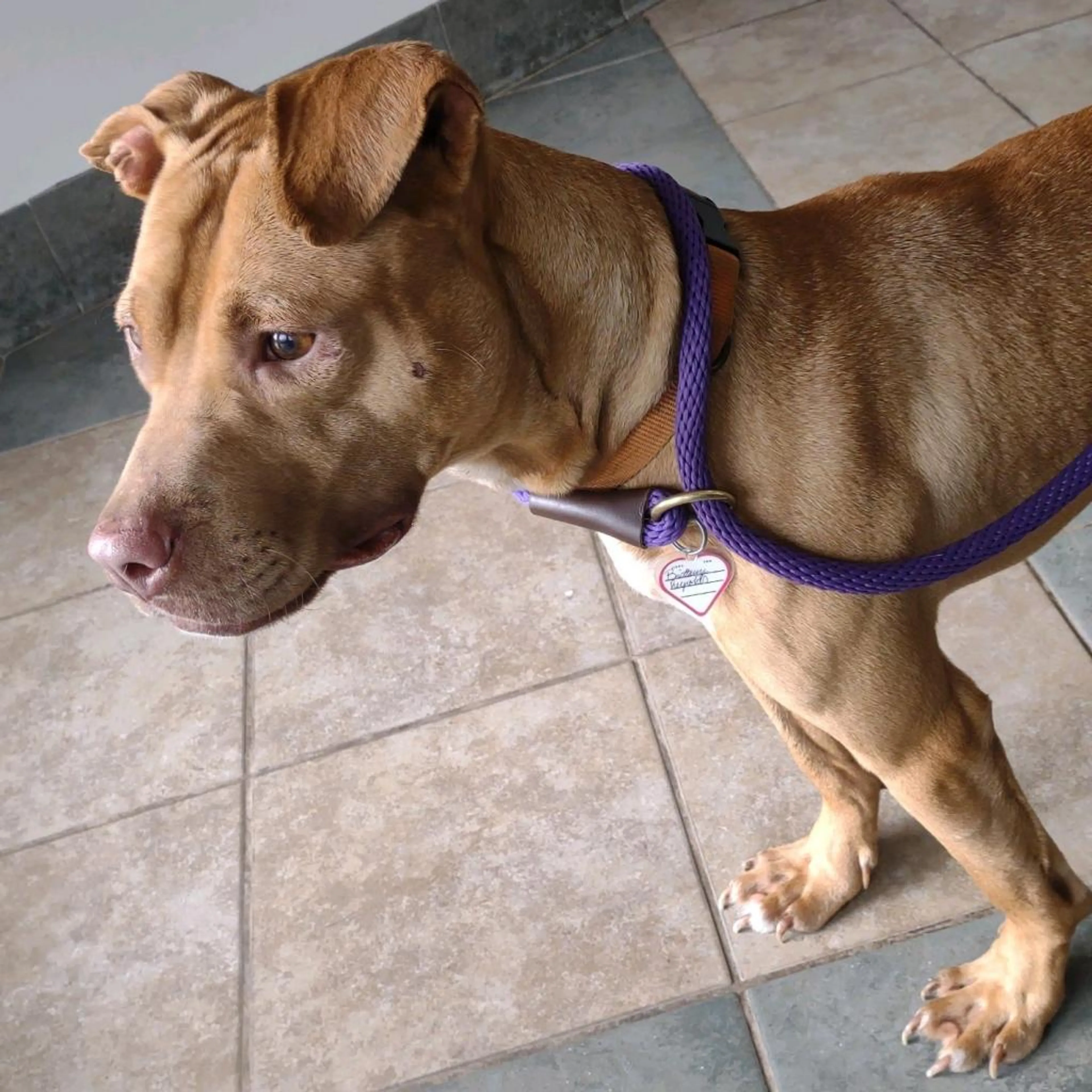 Found pet-4