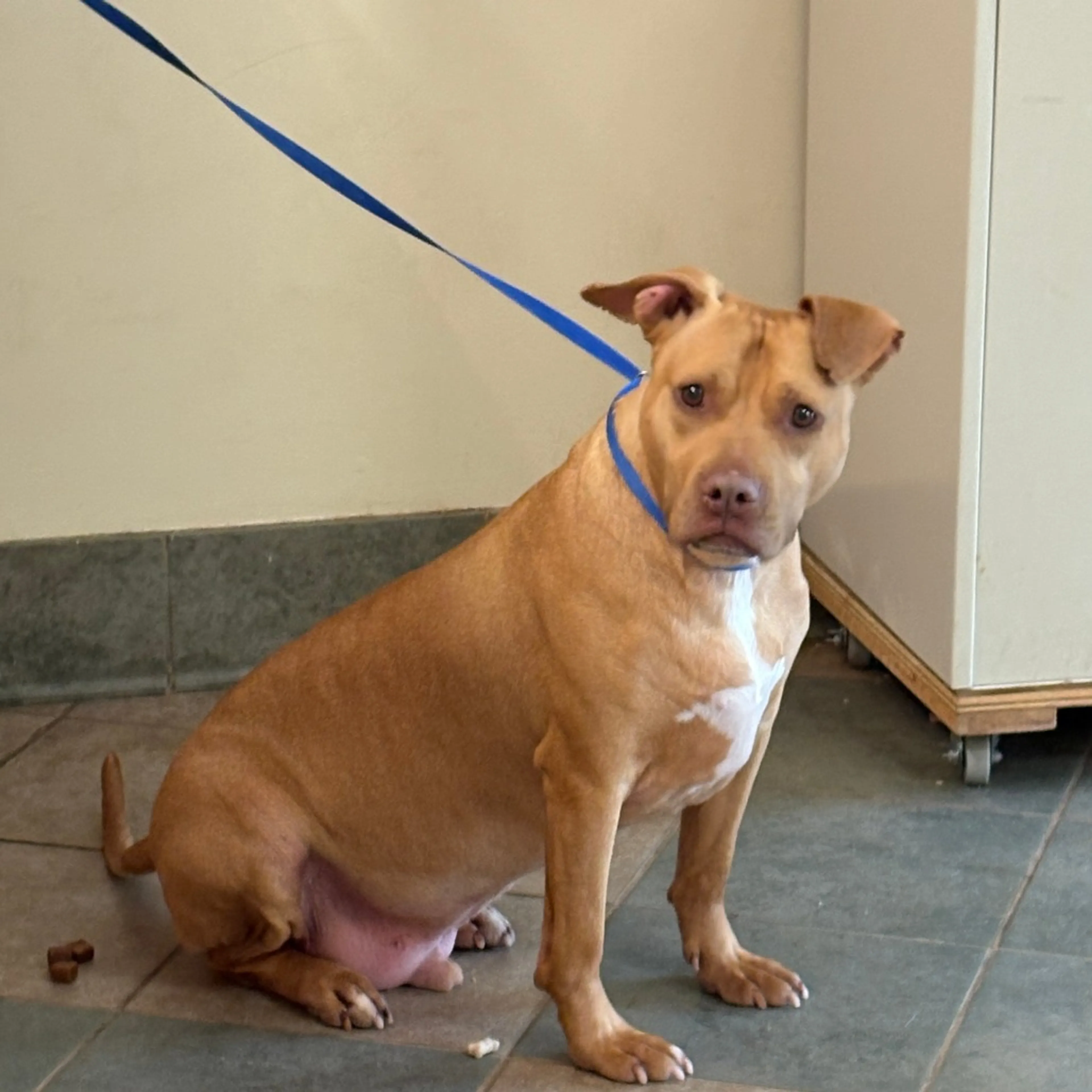 Found pet-5