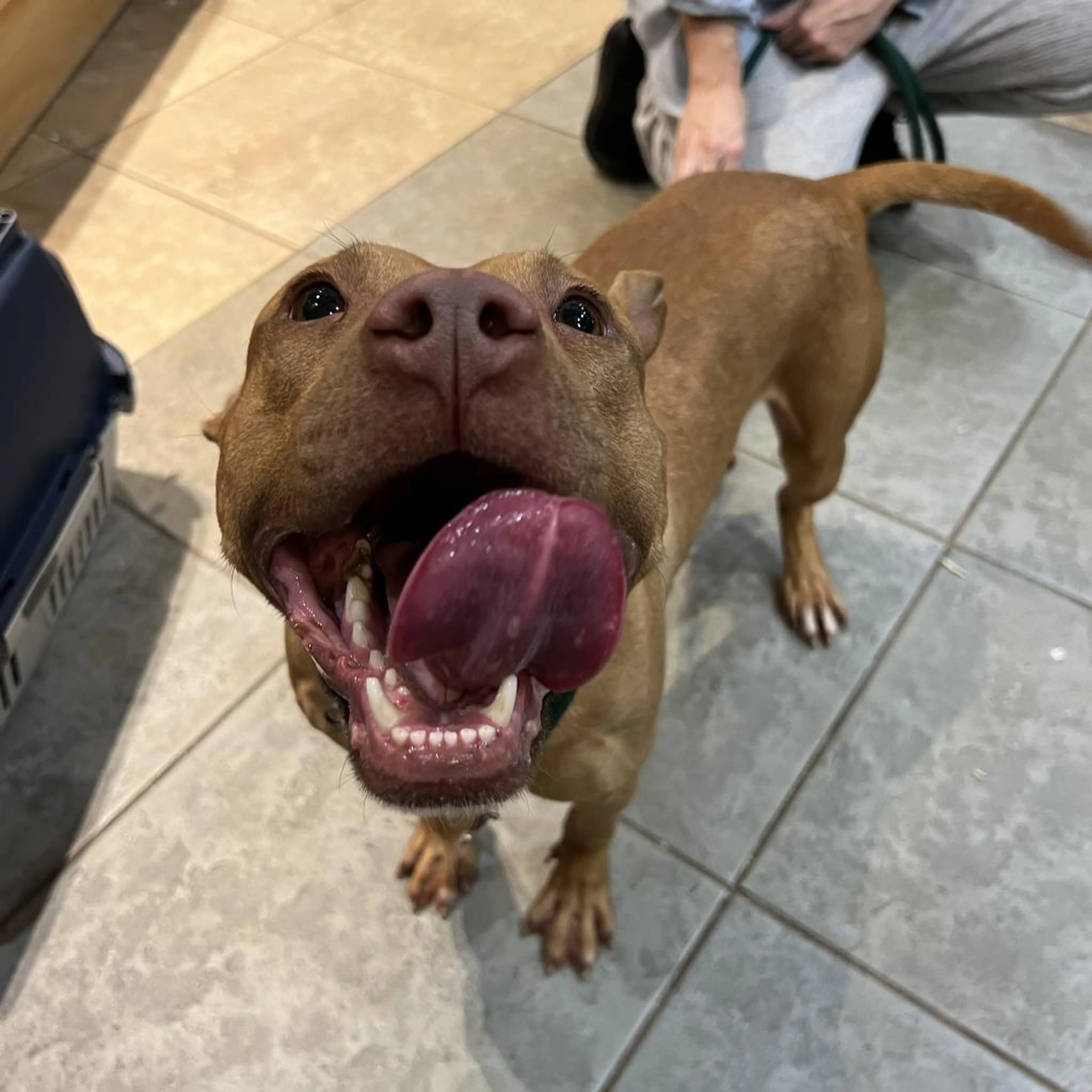 Found pet-3