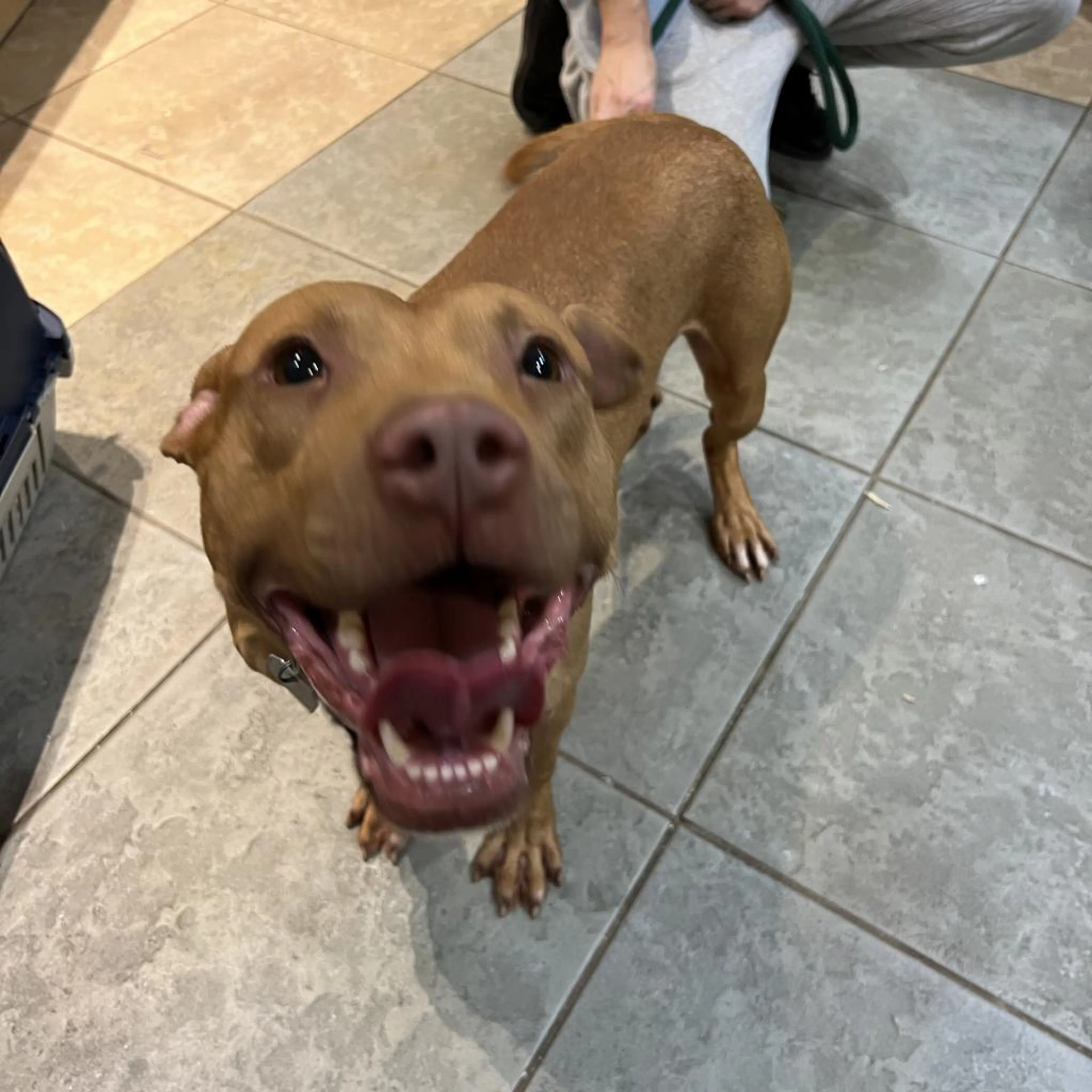 Found pet-1