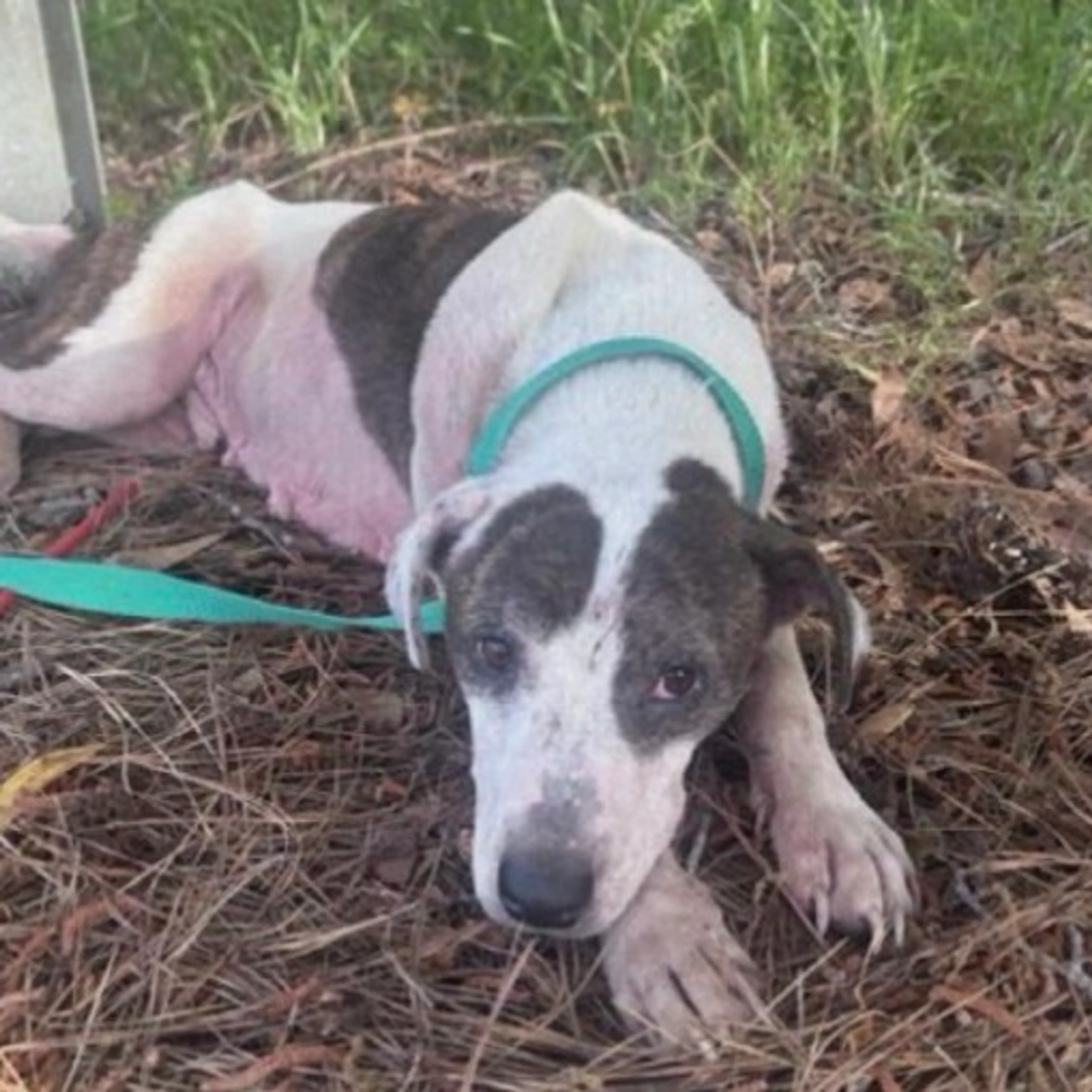 Found pet-1
