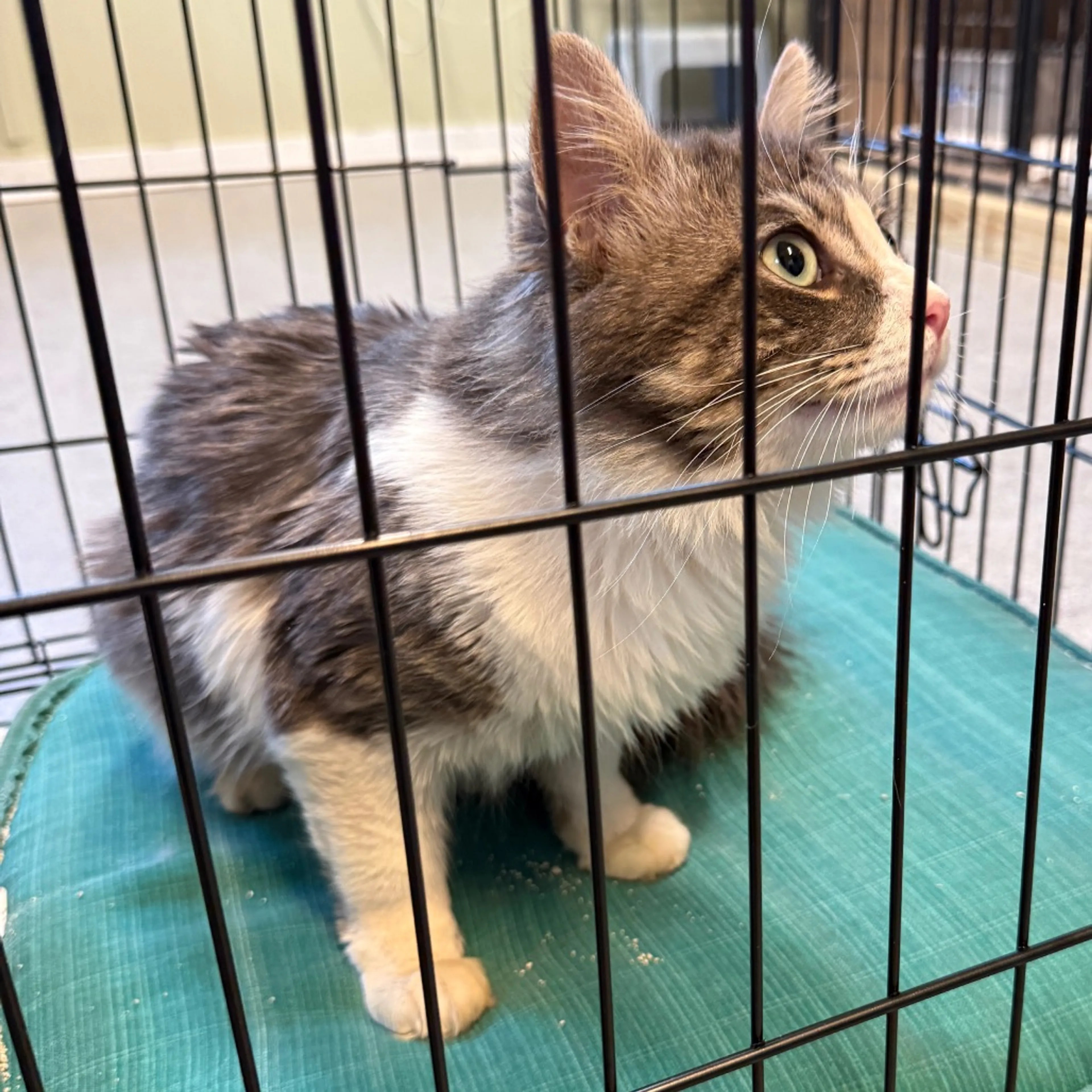 Found pet-2