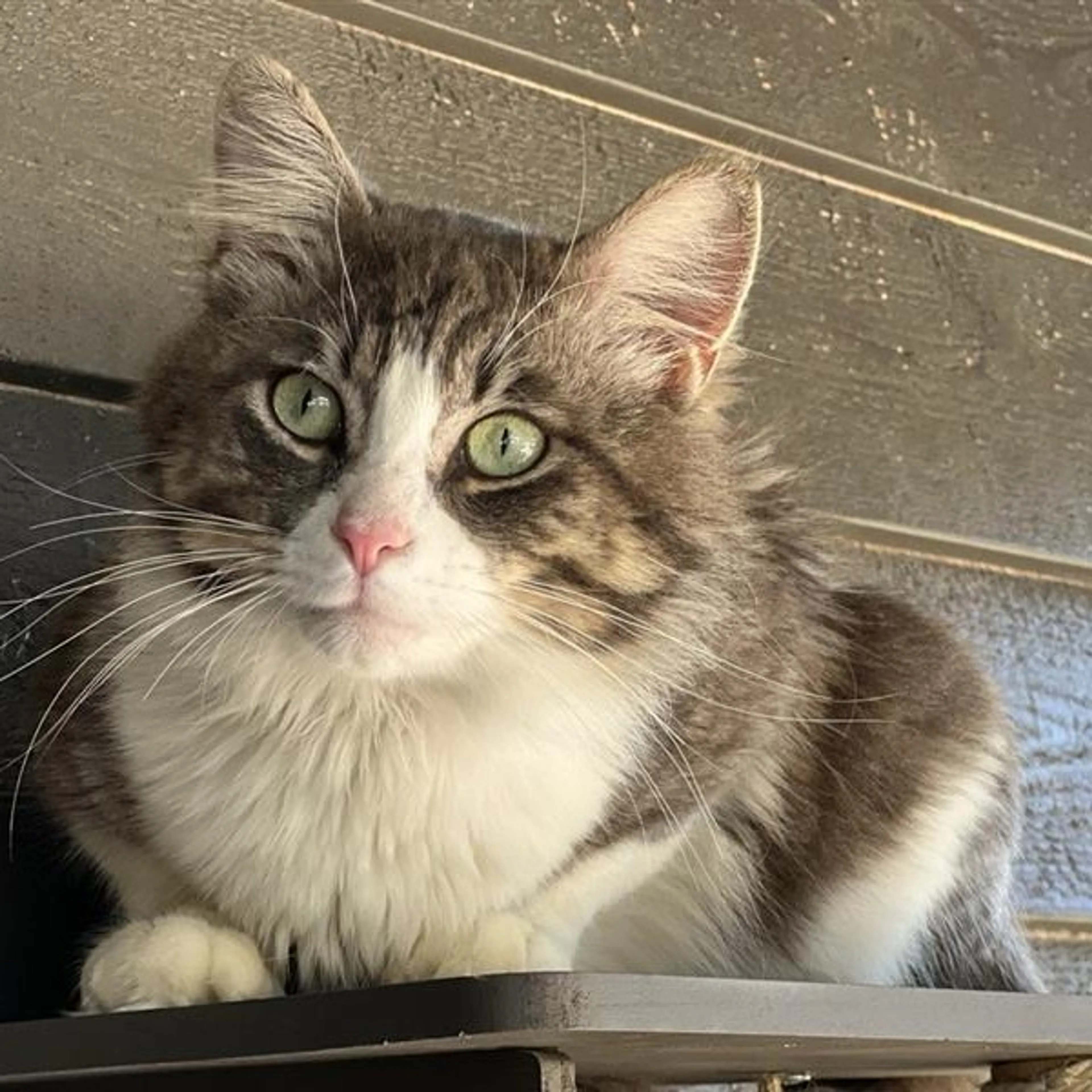 Found pet-4