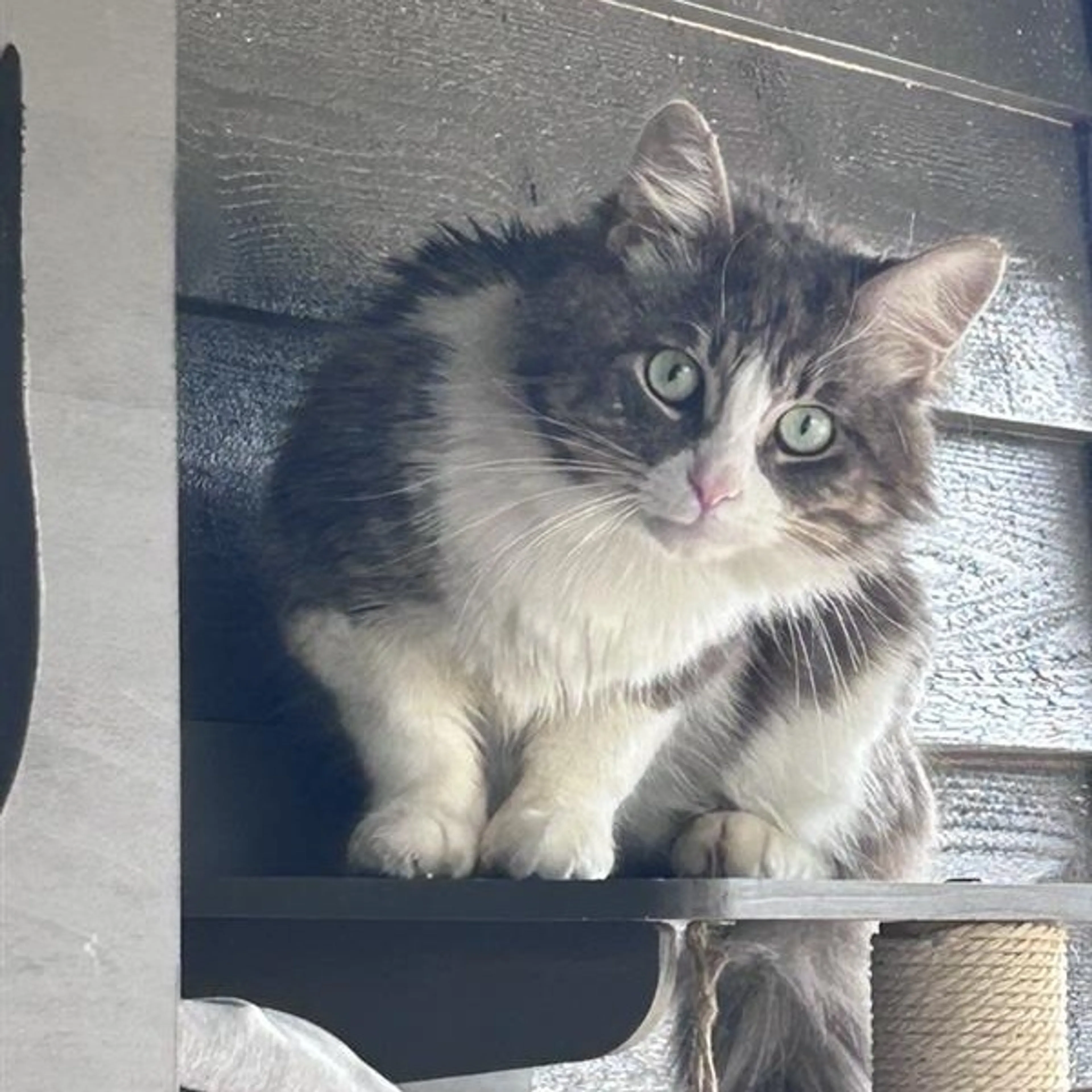 Found pet-3