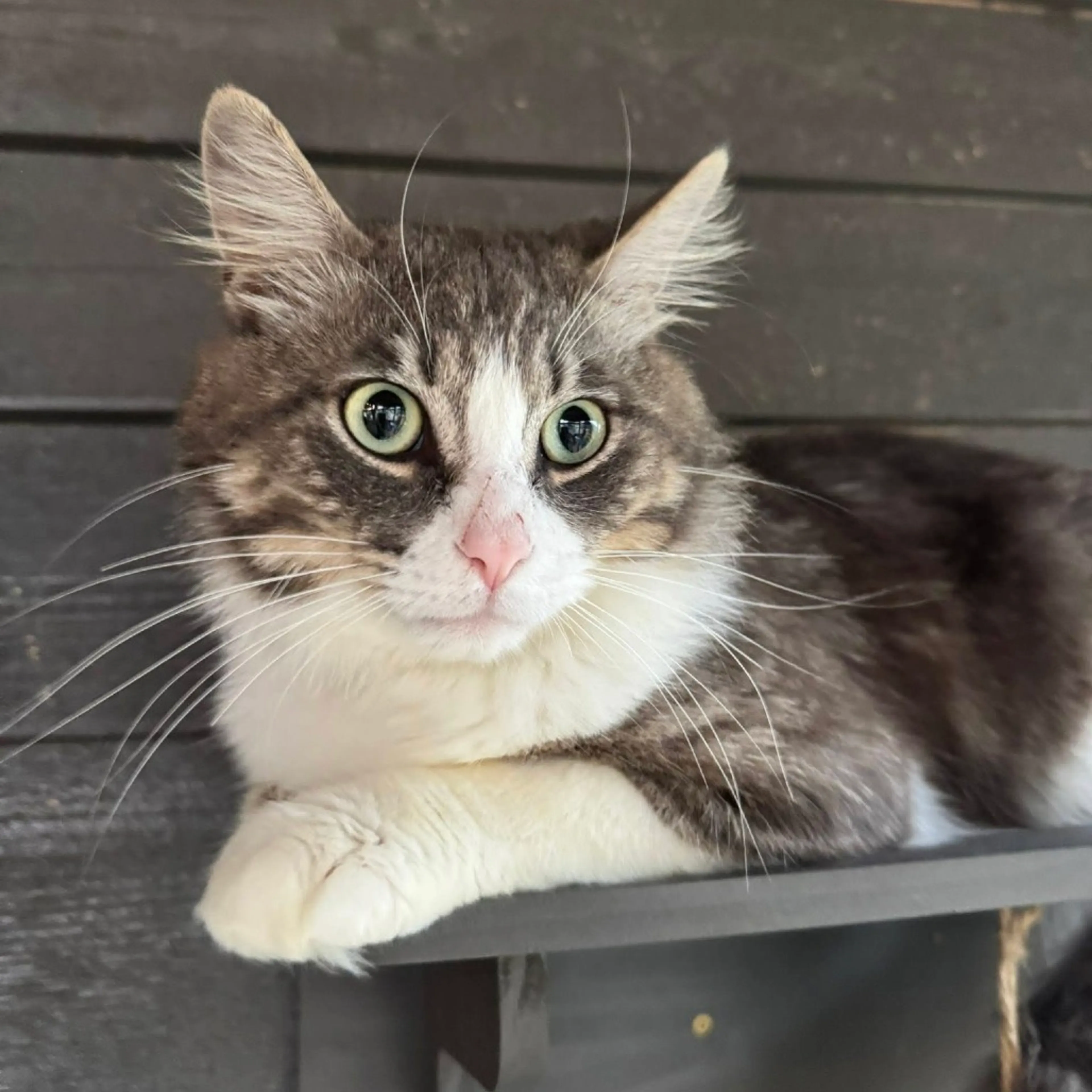 Found pet-5