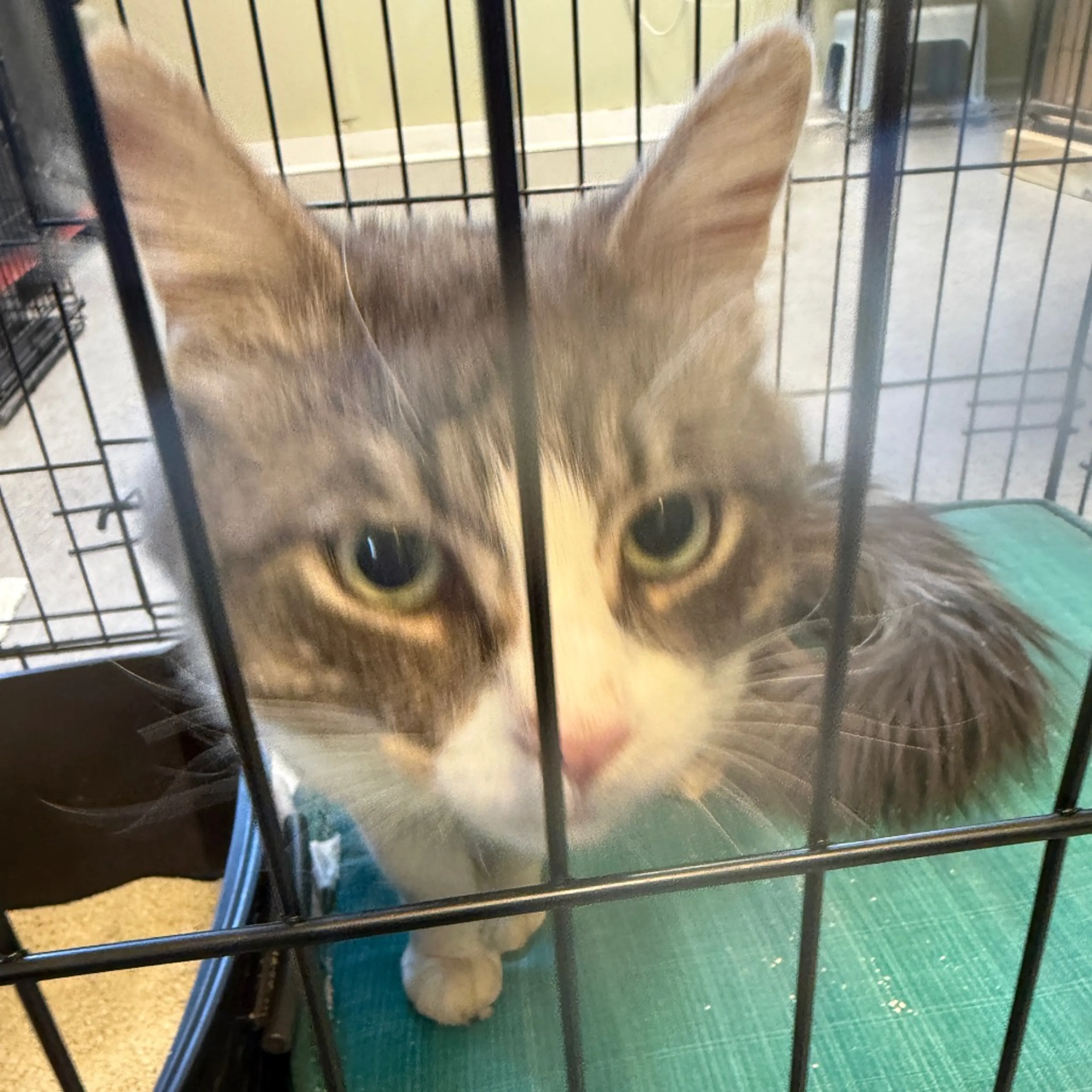 Found pet-1