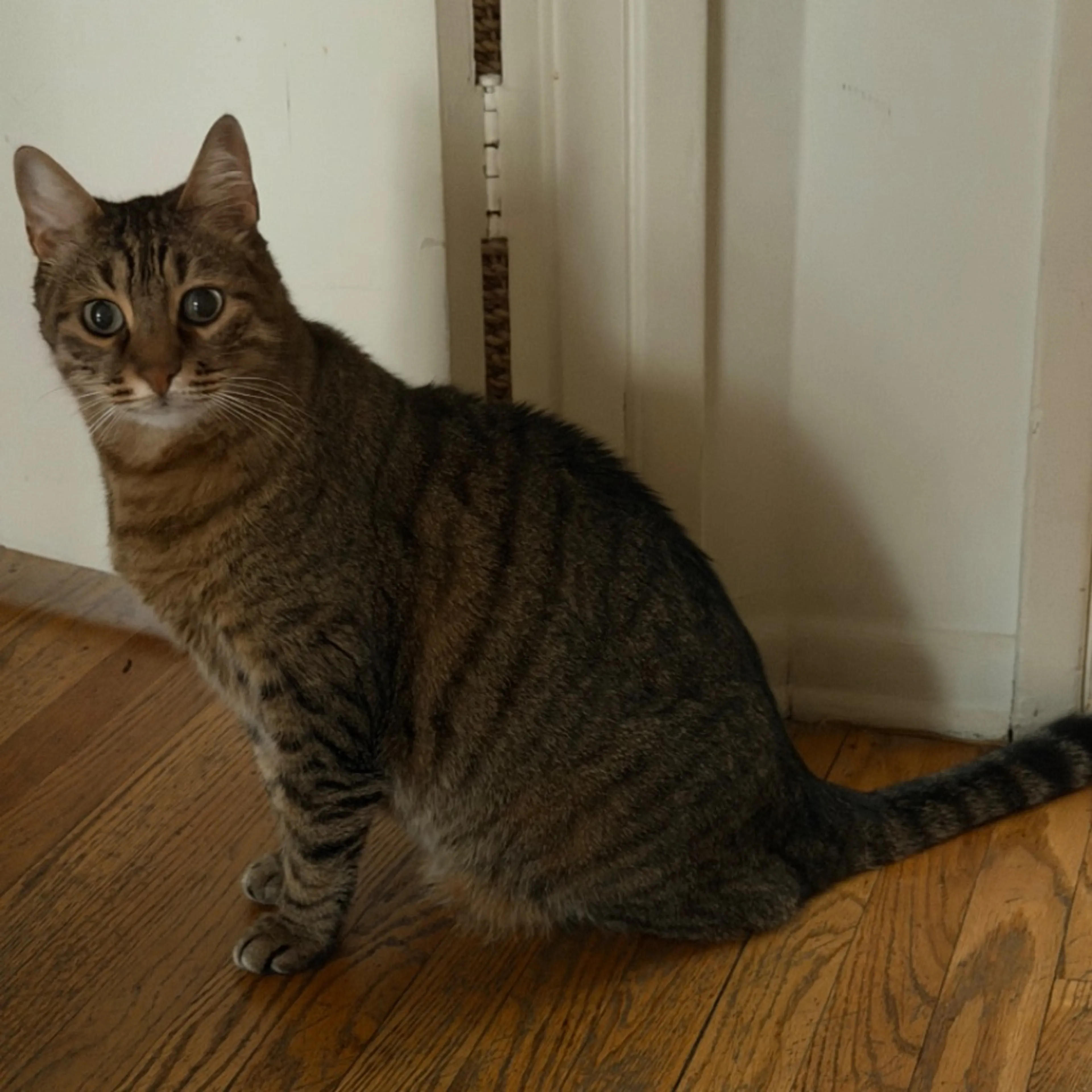 Lost pet-0
