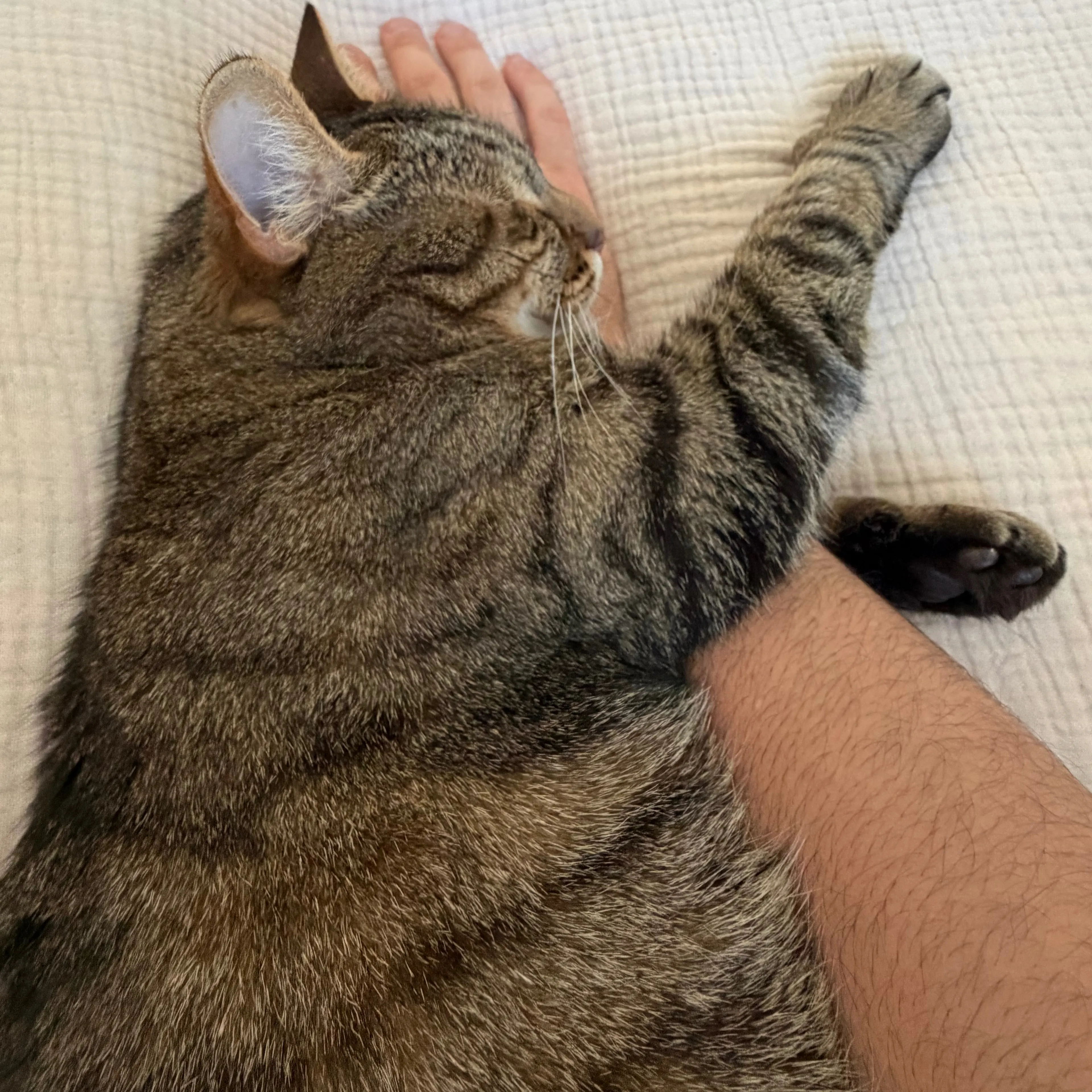 Lost pet-3