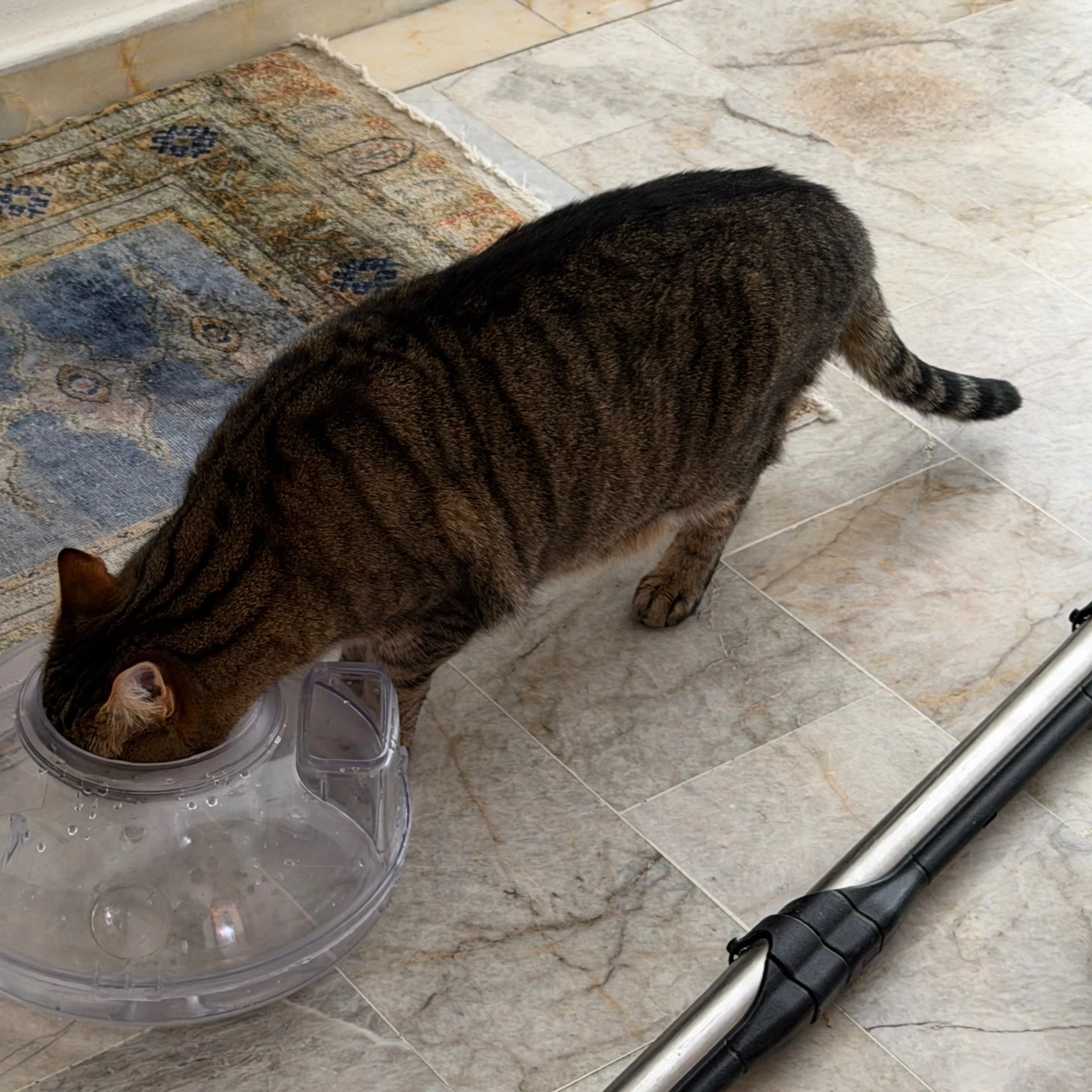 Lost pet-1
