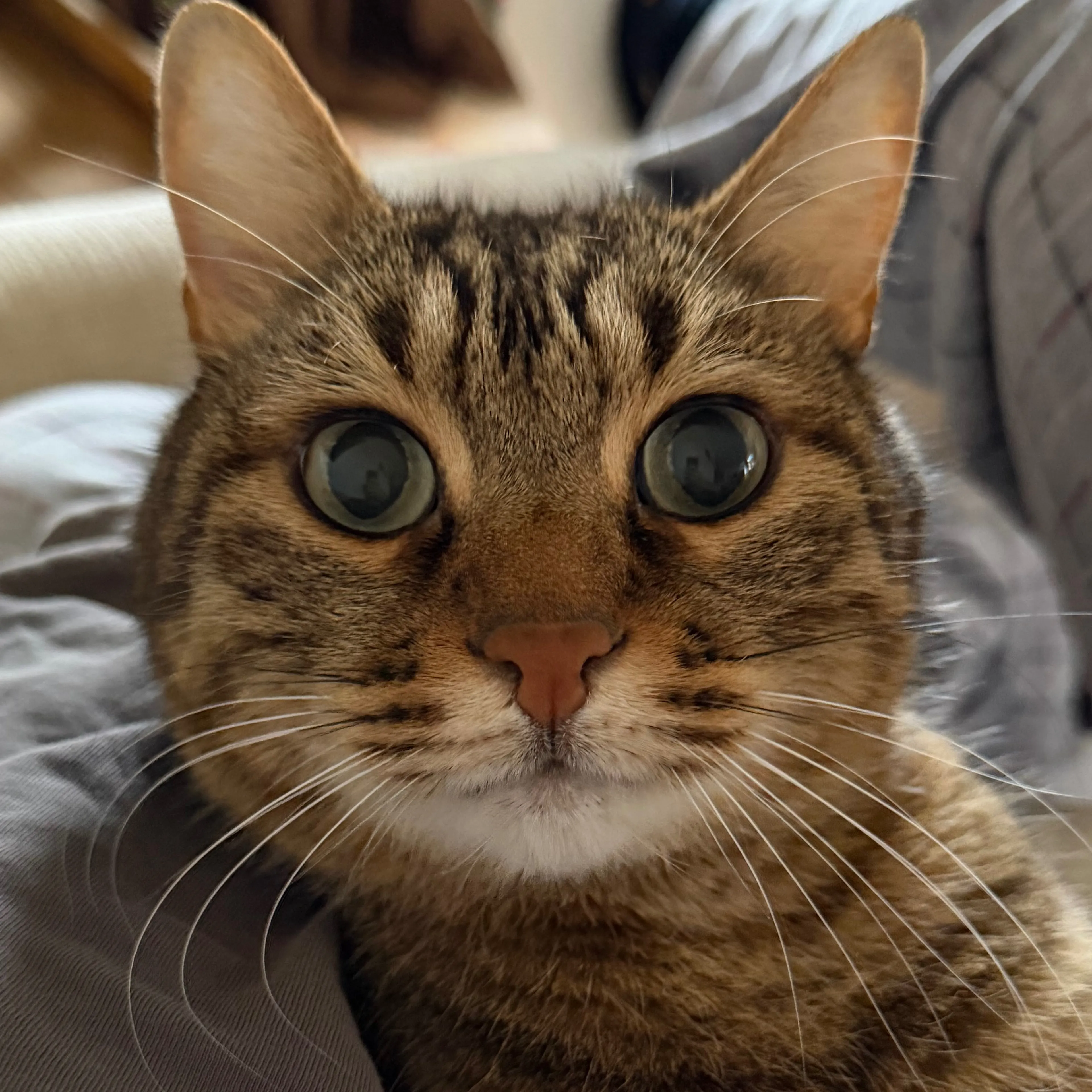 Lost pet-2