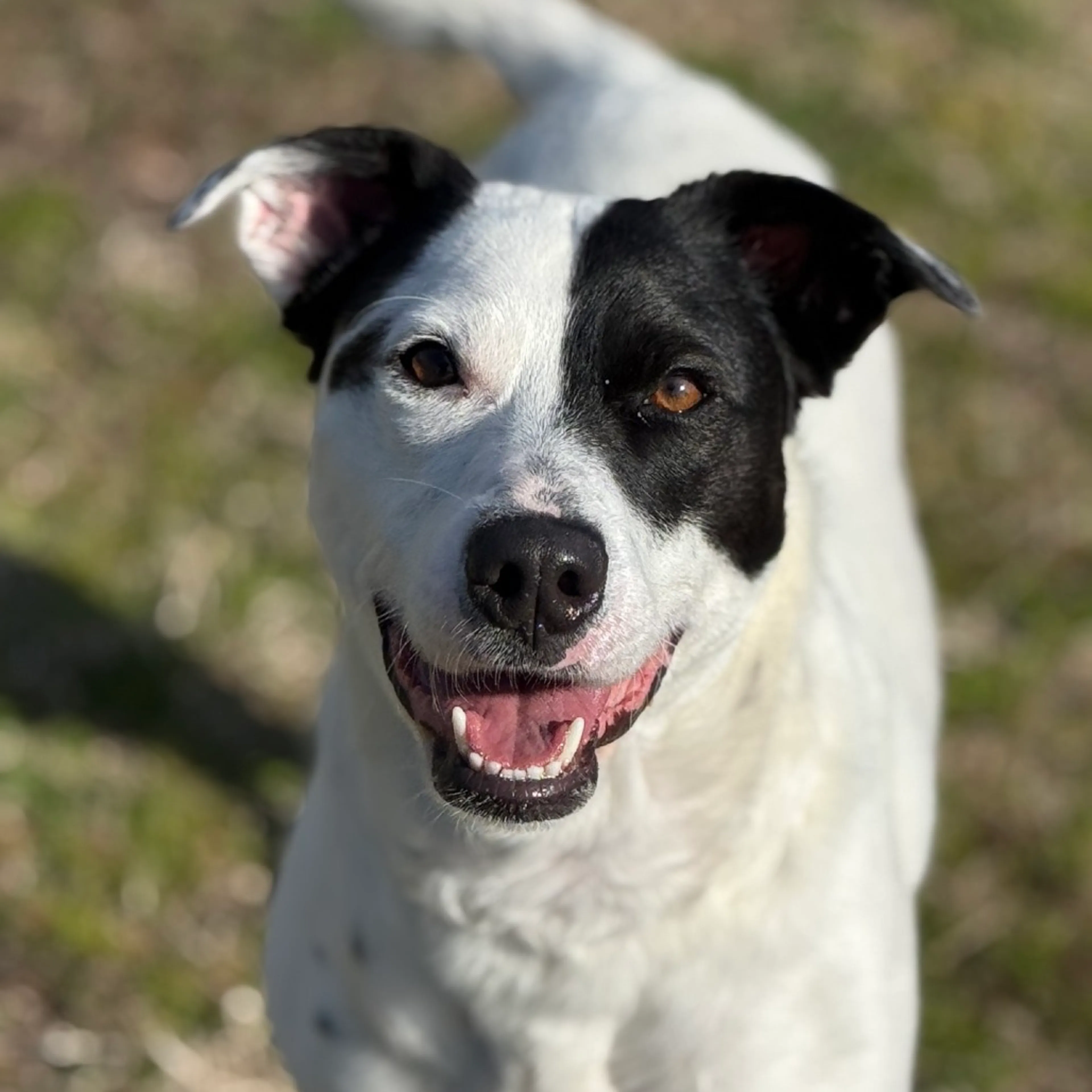 Found pet-7