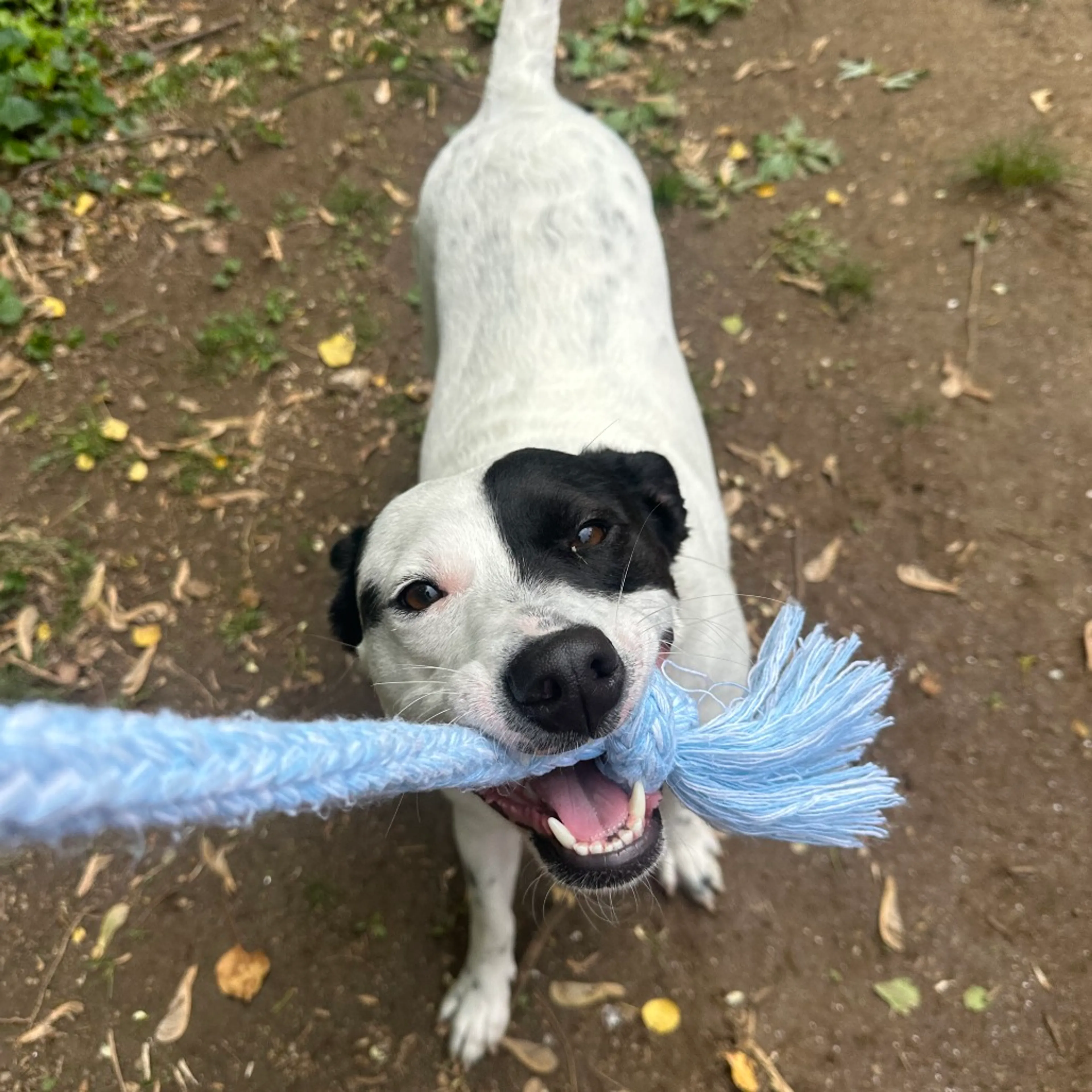 Found pet-25