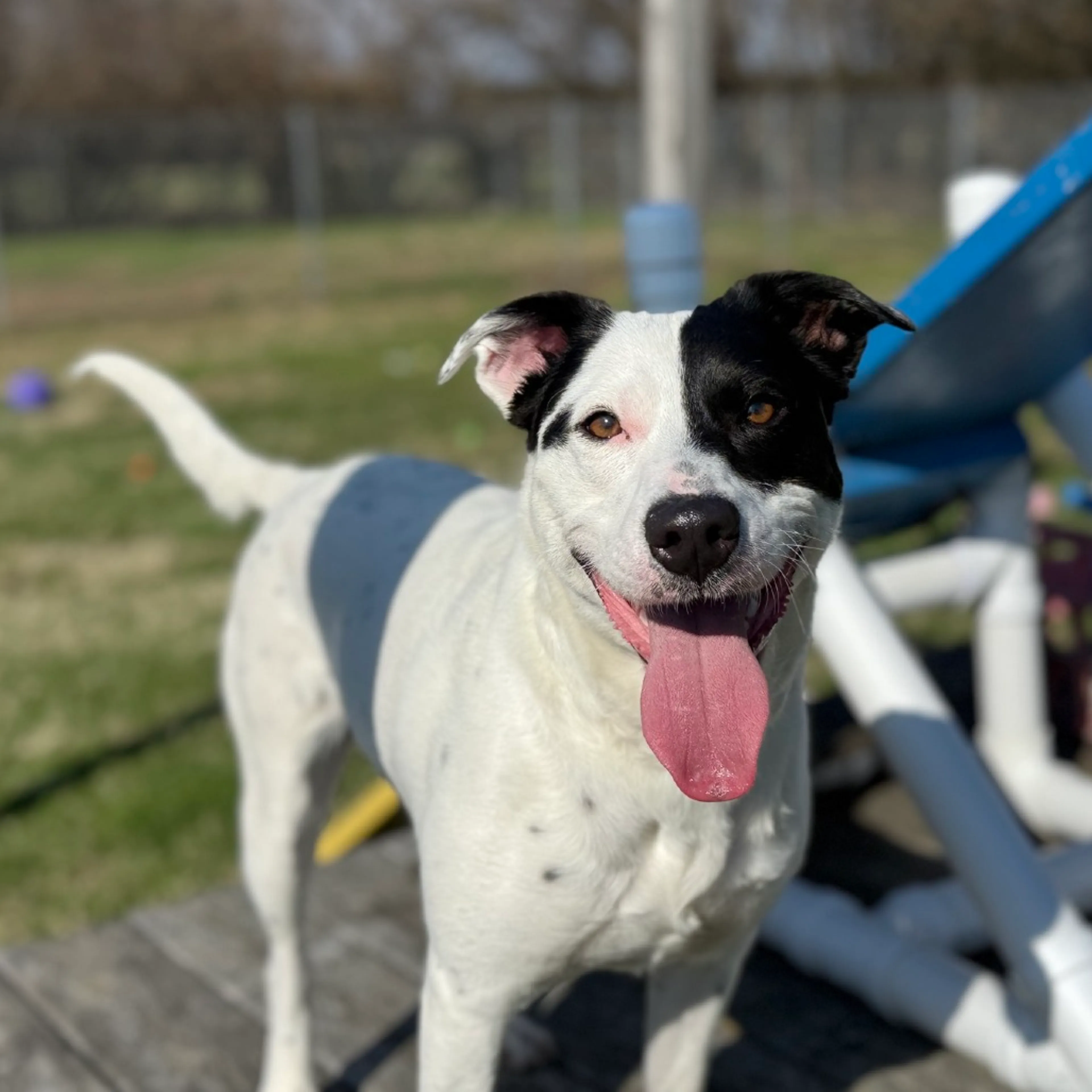 Found pet-22